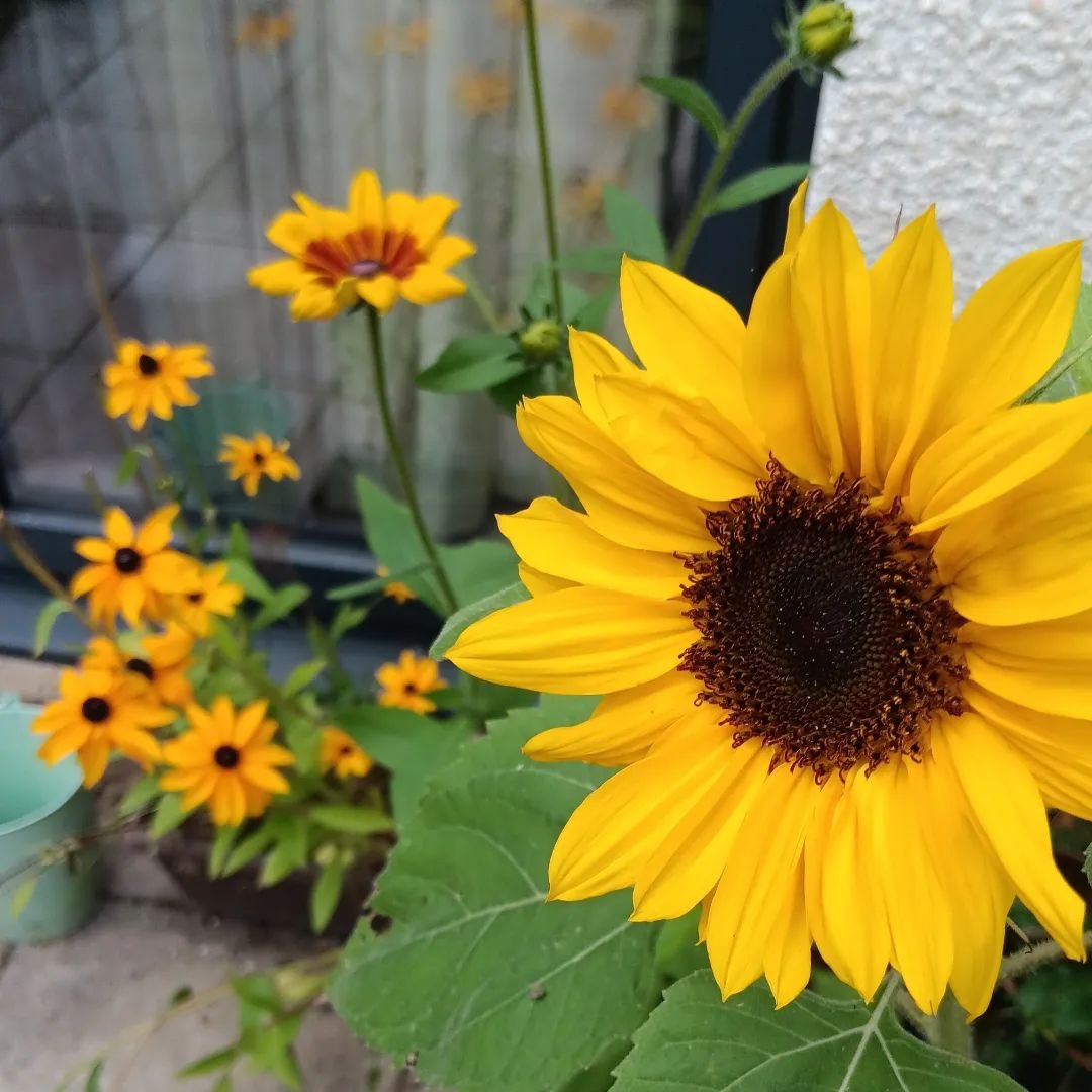 Hasn't been the best harvest this year but it has made every single petal, leaf, bite, sip, very precious.