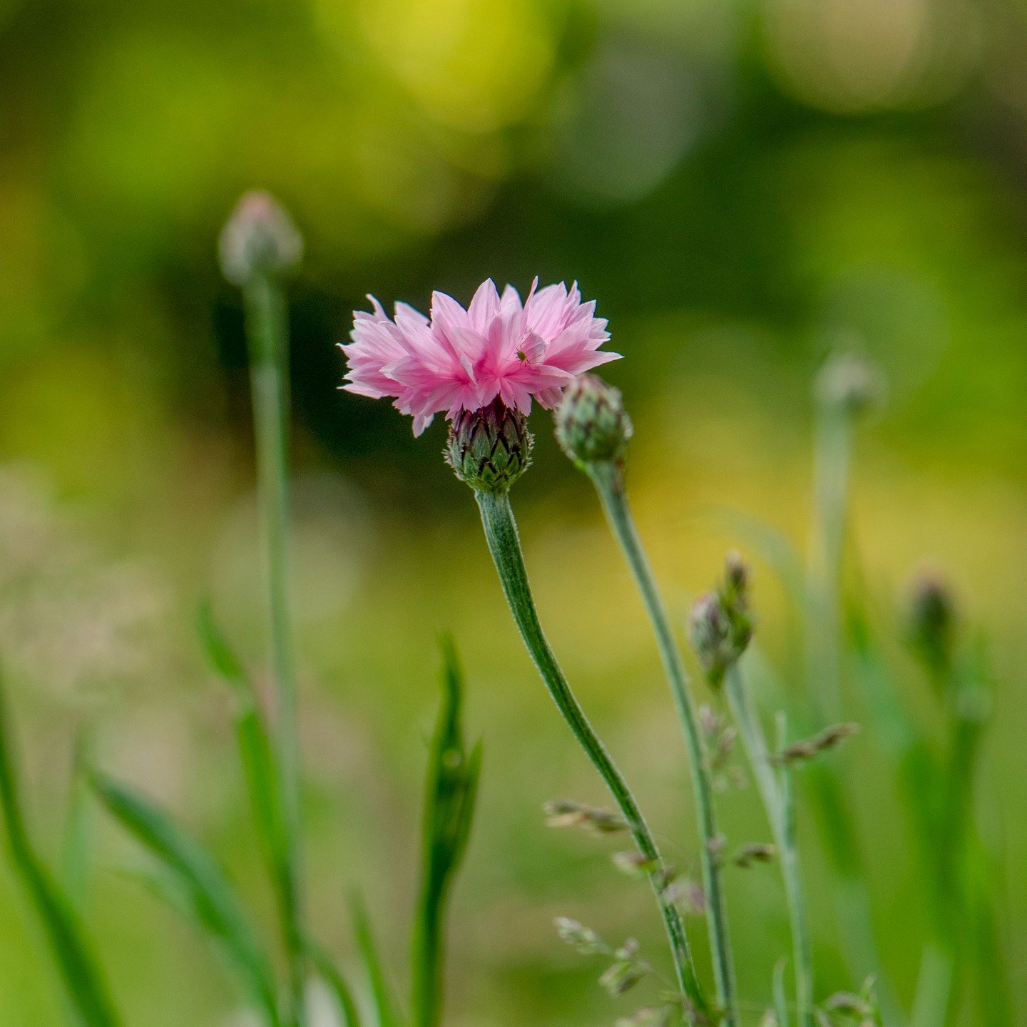 I scattered a packet of wildflower seeds across across a patch of lawn about three months ago. I didn't follow the instructions, I'm too impatient. I thought I'd definitely blown it, then this appeared, and his tiny friend. #cornflower #pink #prettyi