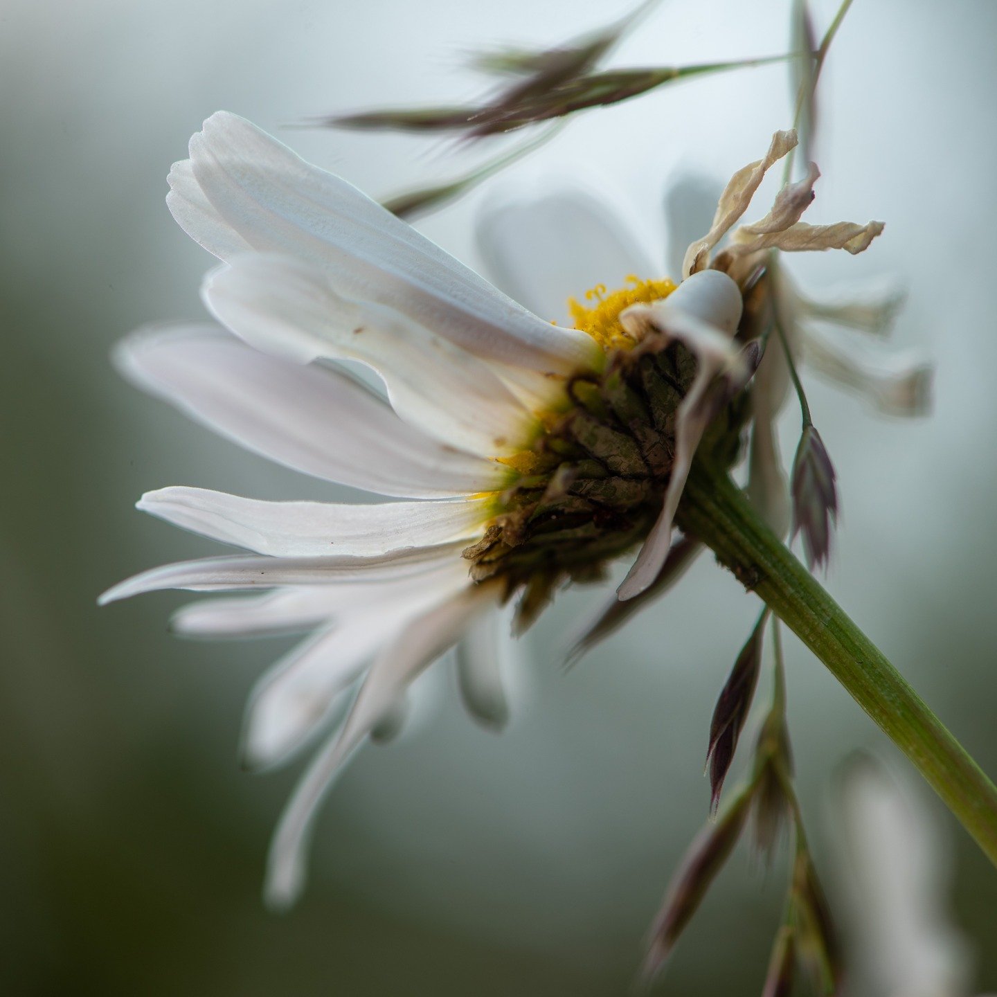 Taking photographs in my garden today for a new website. Macro photography makes me happy. #flowerphotography #flowers #garden #lovegardening #lovebees #macro #close #macrophotography