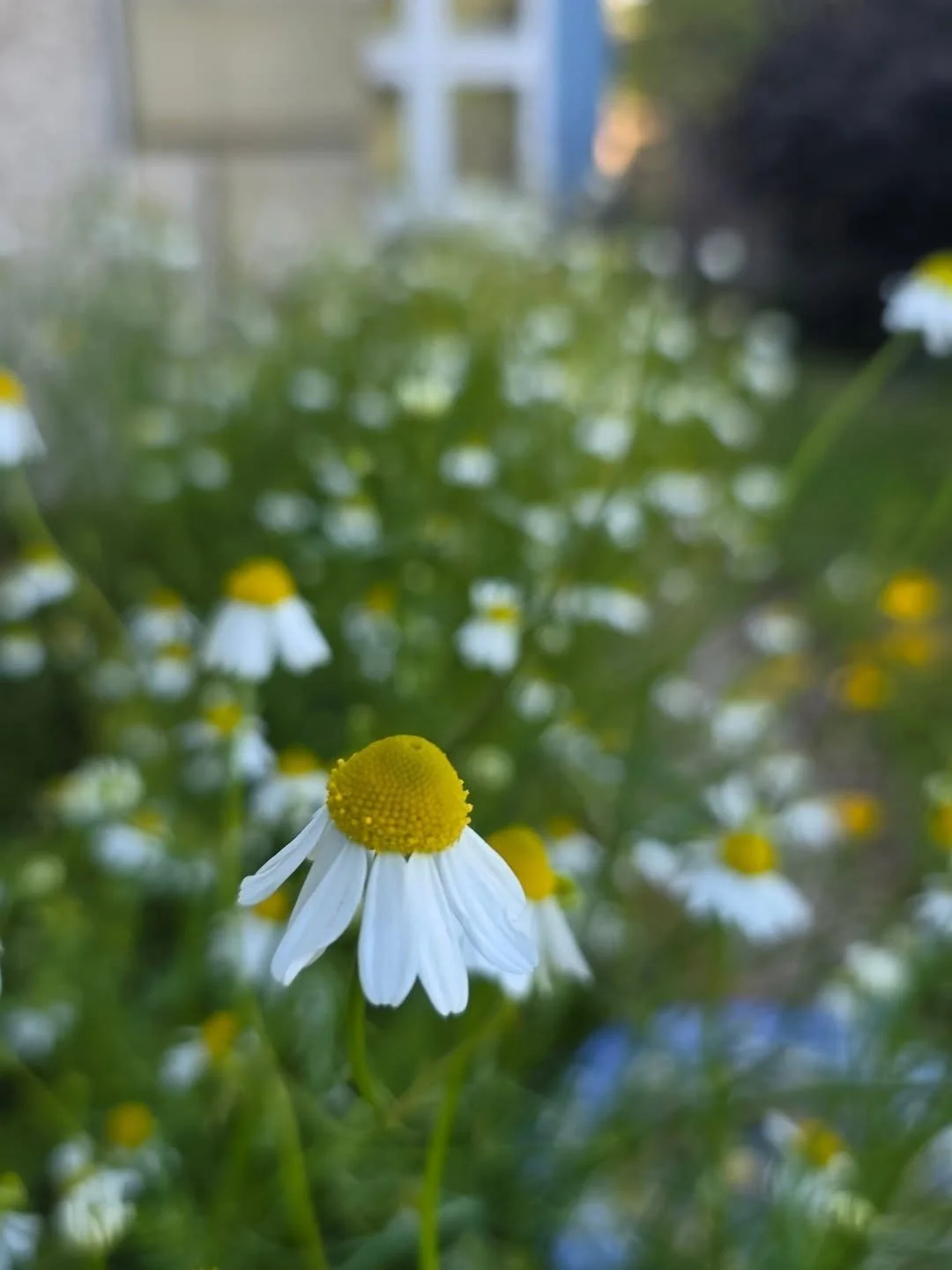 It's the closest I ever get to a 'self supporting' lifestyle. For three months every year I drink home grown chamomile tea. #sustainability #homegrown #chamomile #lovegardening #summer #herbaltea #harvest