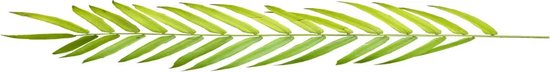 palm-horiz.png
