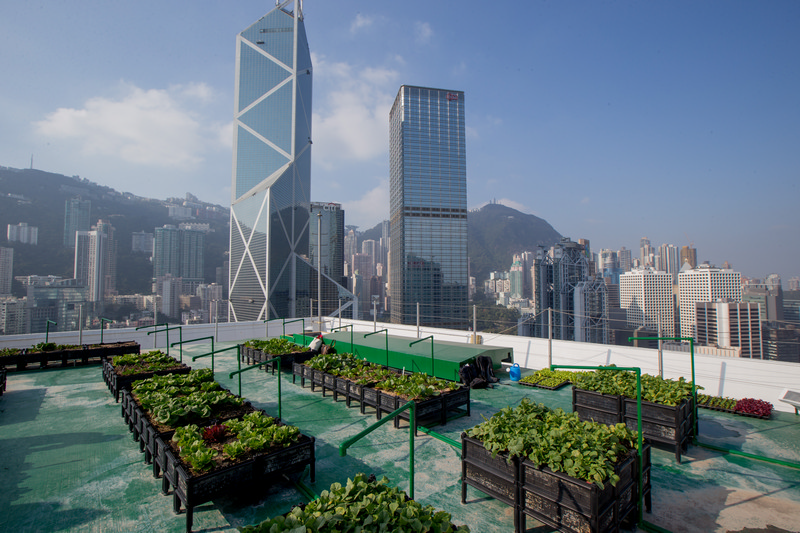 Bank of America Rooftop Farm