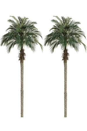 Palm Trees - Numerous available Various sizes between 1m and 4m