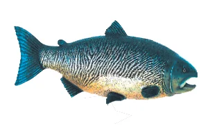 Large Fish 1 Approx - 122cms x 22cms x 37cms Large fish for Under the Sea theme. Normally displayed on black rod stand, provided