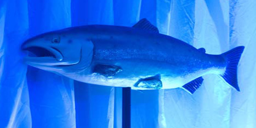 Large Fish 1 - Live shot with blue uplighting