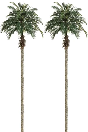 Palm Trees - Numerous available Various sizes between 1m and 4m