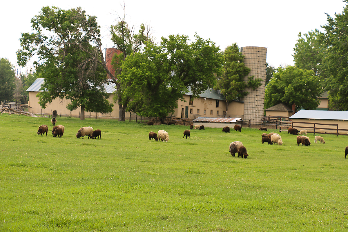 Sheepies!