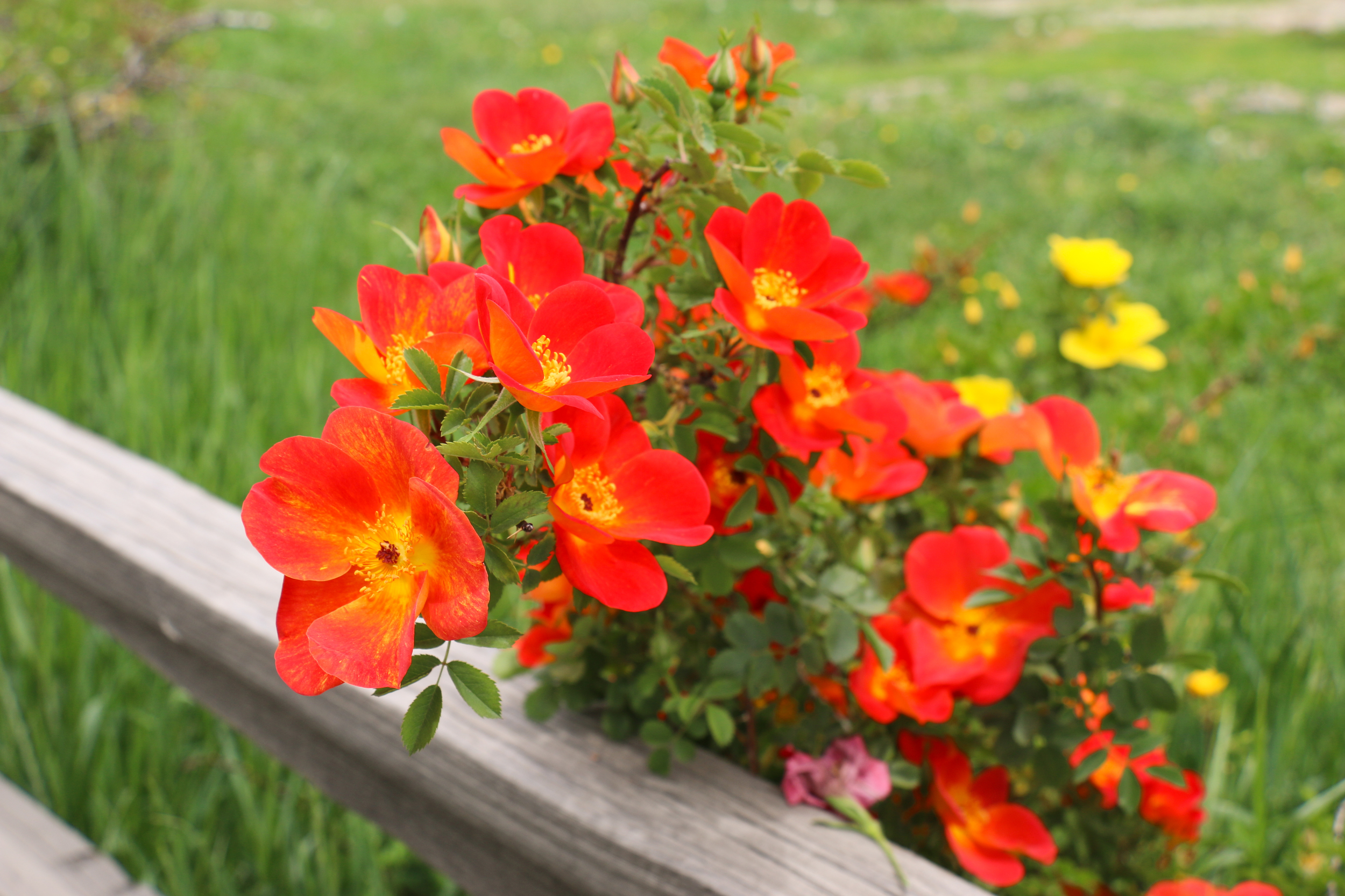 Mountain wildflowers