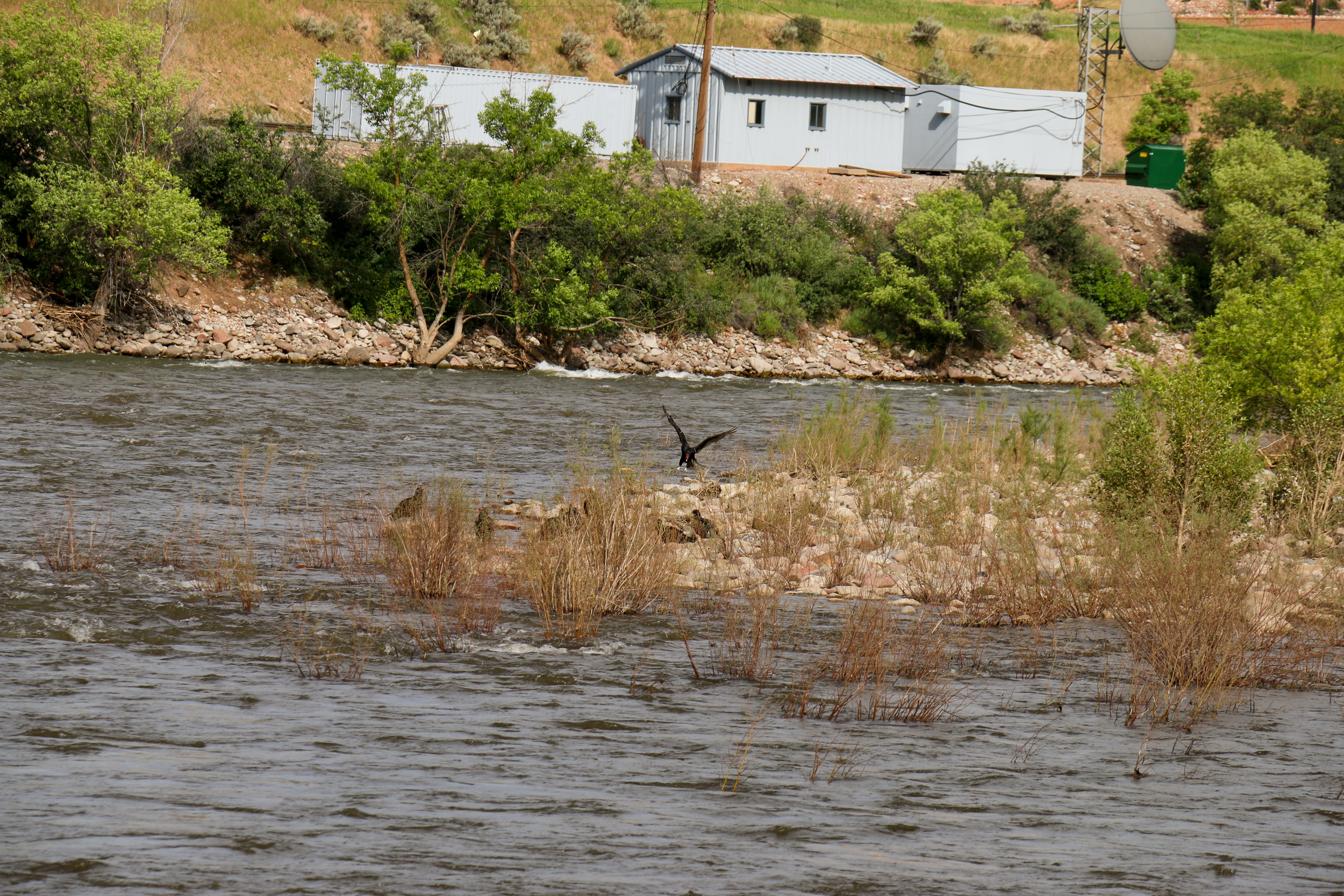 Turkey Vultures having a meeting