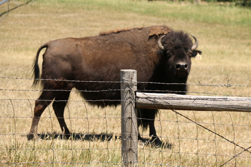 A Colorado Buffalo