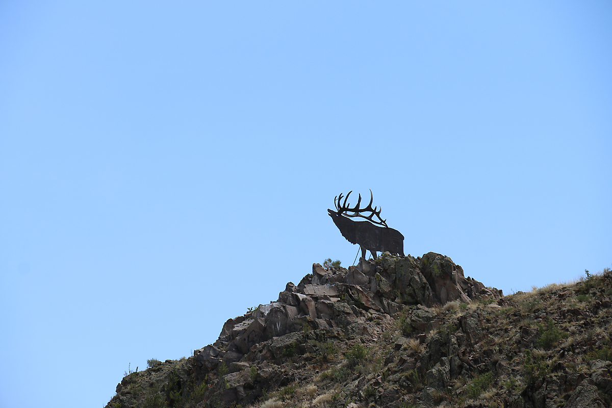 The famous Del Norte elk