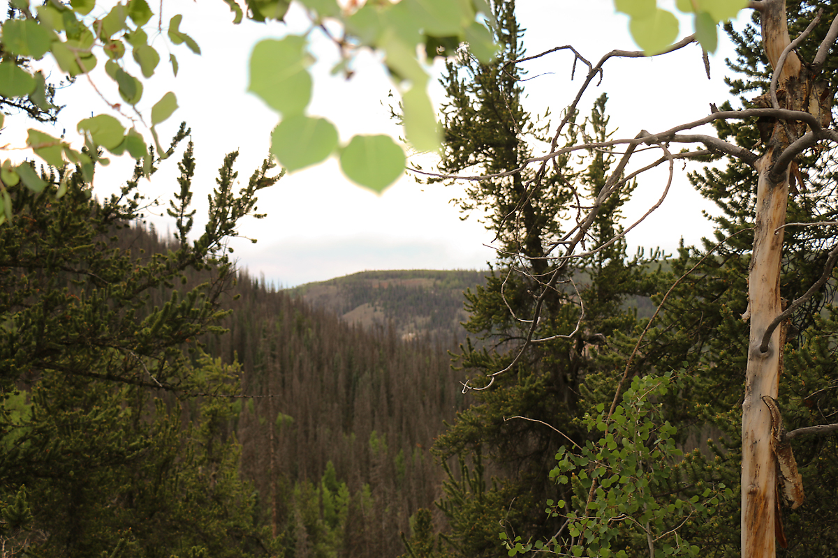 Summer Aspens