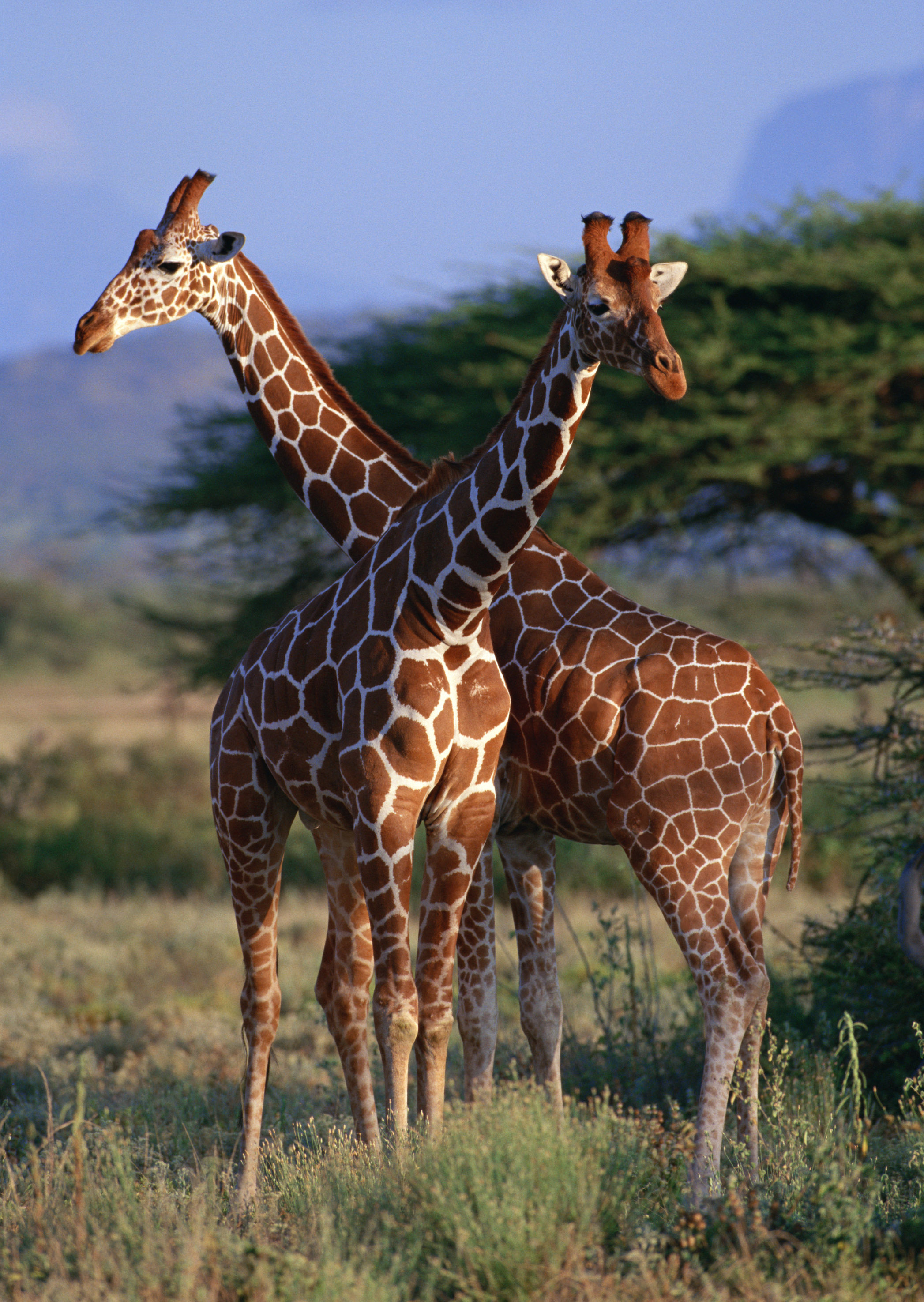 Жираф африканское животное. Животные Африки. Жираф. Звери Африки. Африканский Жираф.