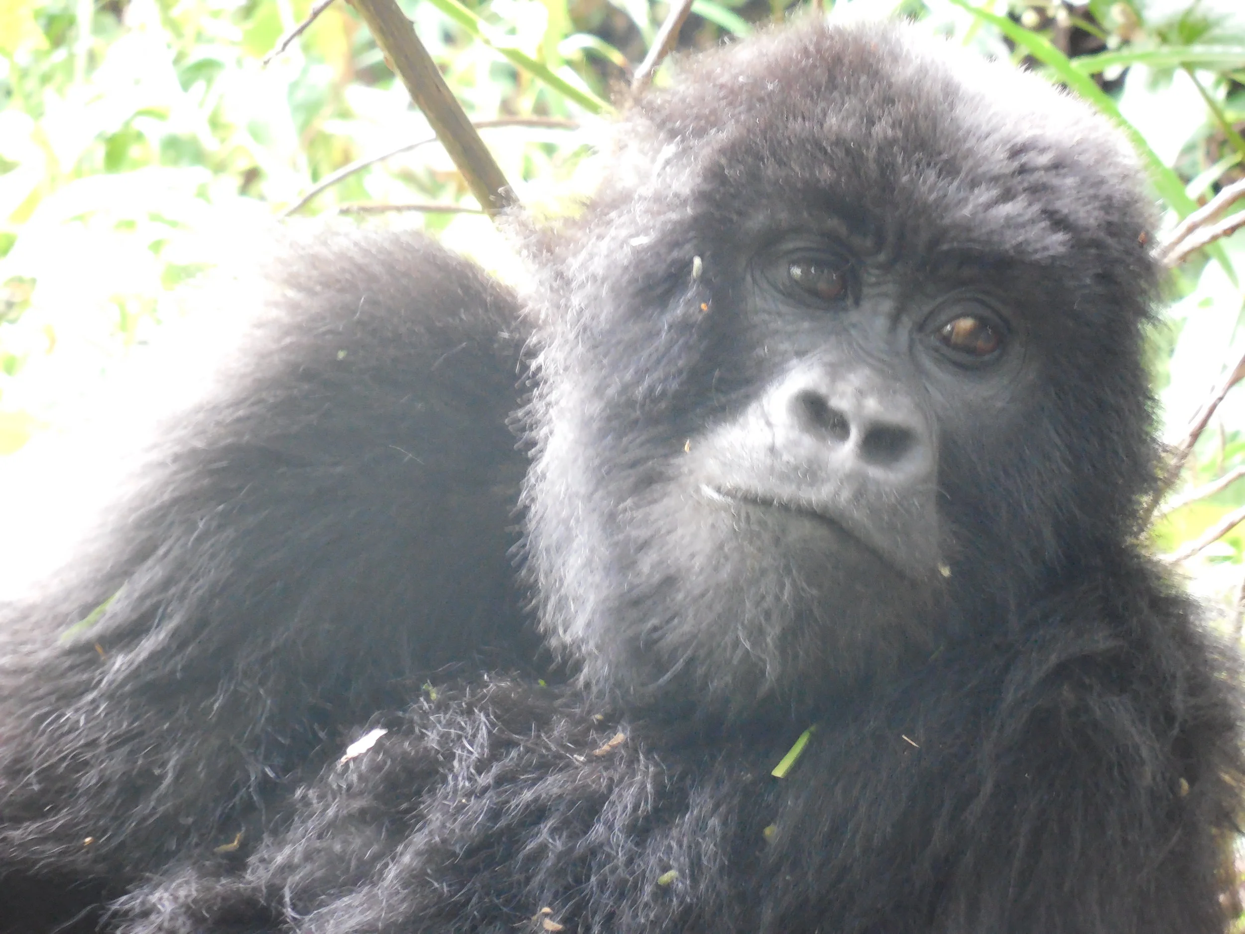 Mgahinga Gorilla NP©FlygaTwigaLLC.JPG