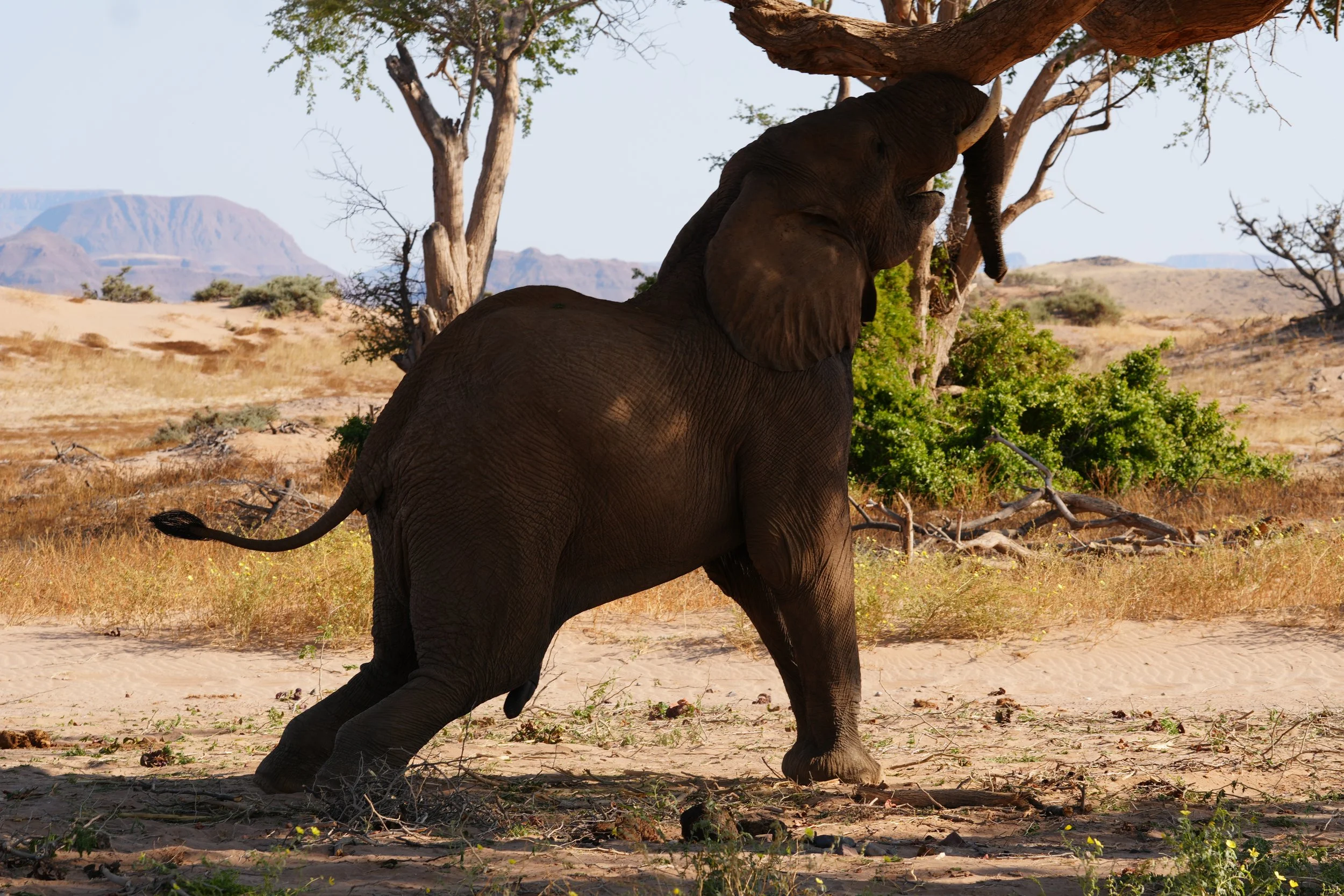 Male Desert Elephant Tree 1 © Flyga Twiga™ LLC.JPG