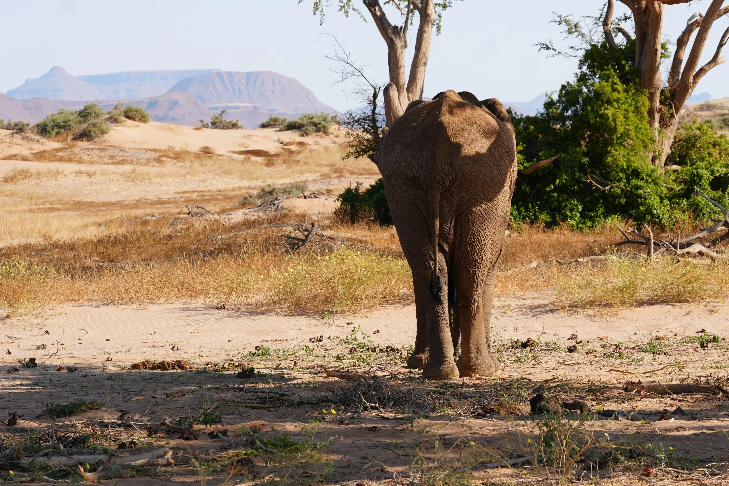 Male Desert Elephant Tree 4 © Flyga Twiga™ LLC.JPG