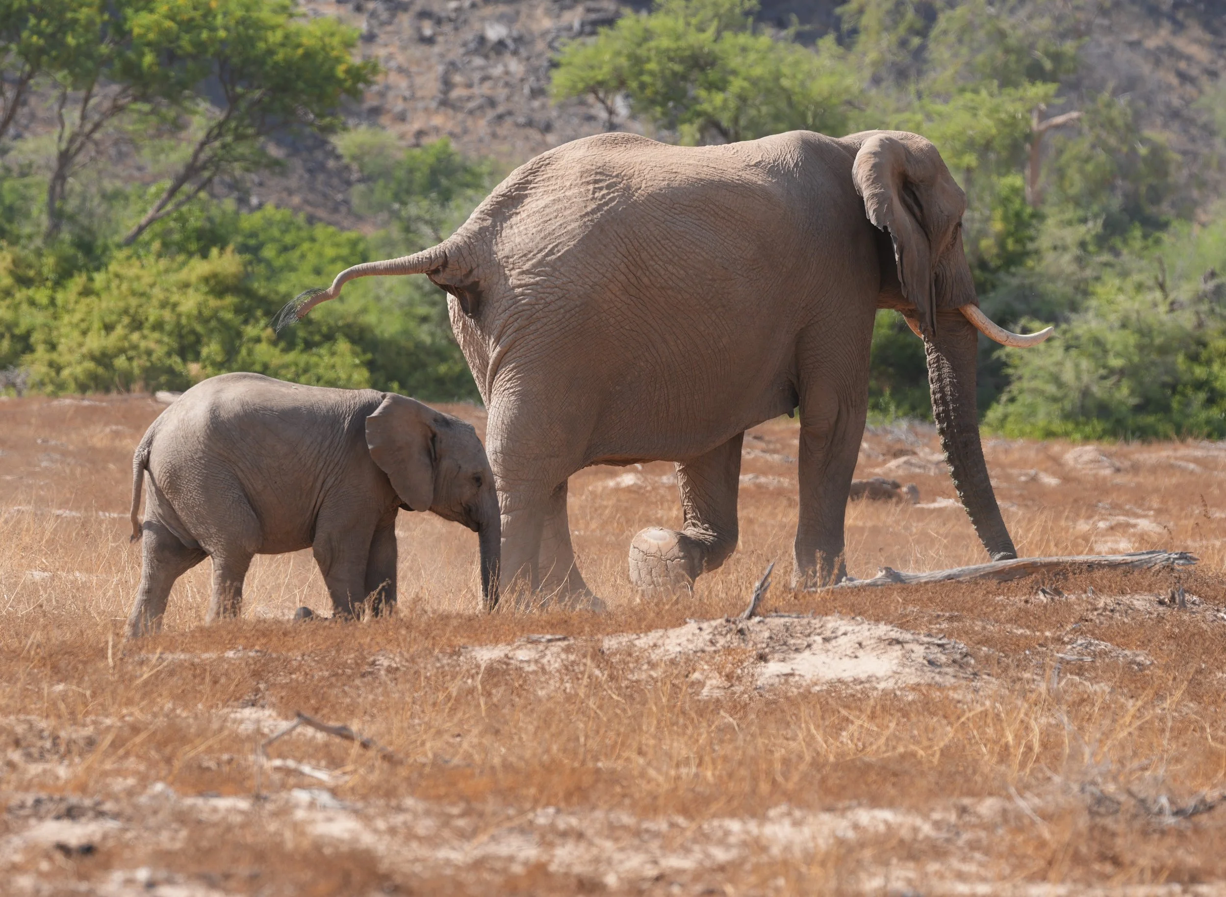 Mowani Moutain Camp Desert Elephants © Flyga Twiga™ LLC.JPG