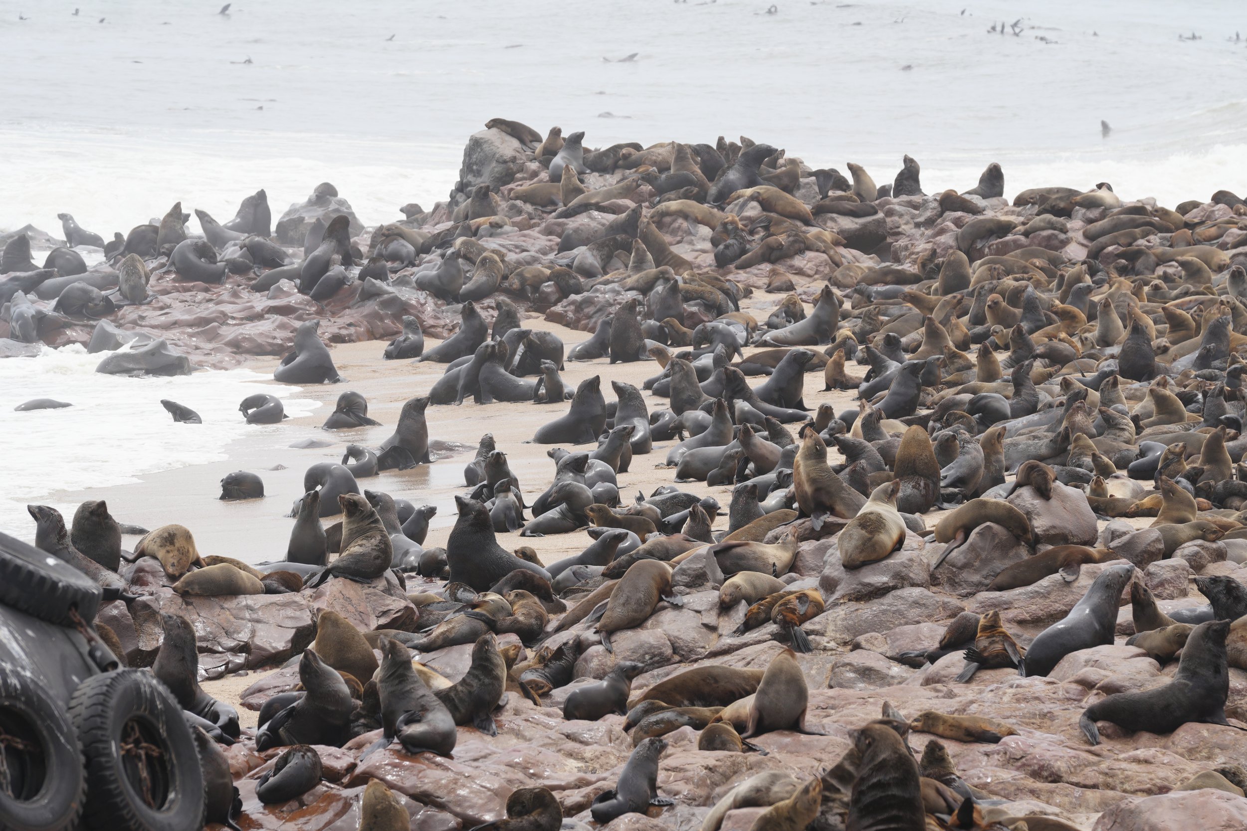 Seal Colony © Flyga Twiga™ LLC.JPG