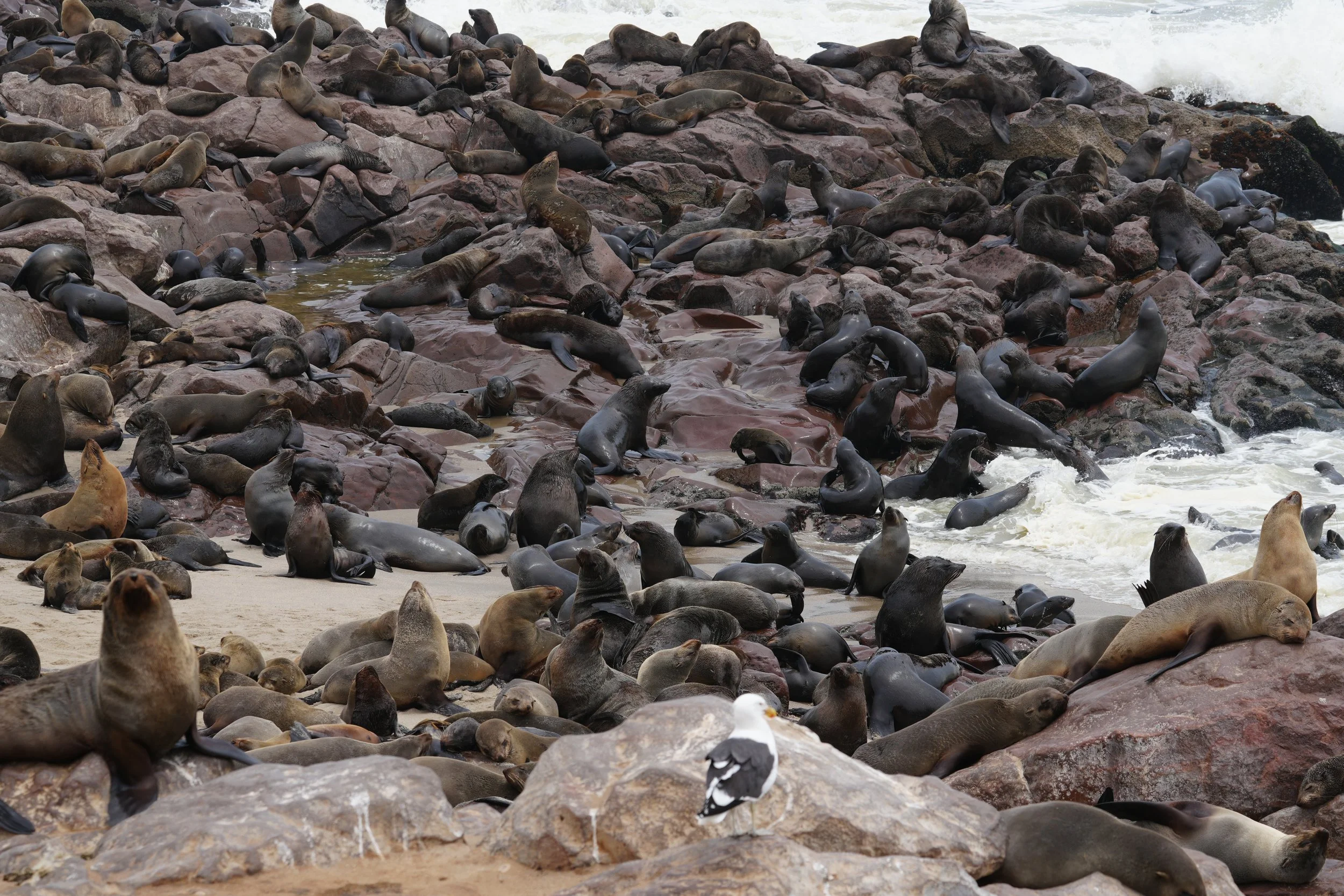 Seal Colony with Sea Gull © Flyga Twiga™ LLC.JPG