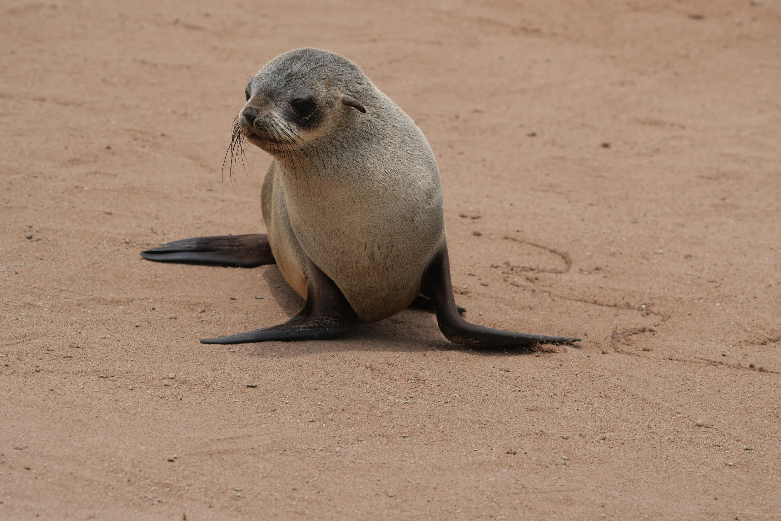 Young Seal Full Body.JPG
