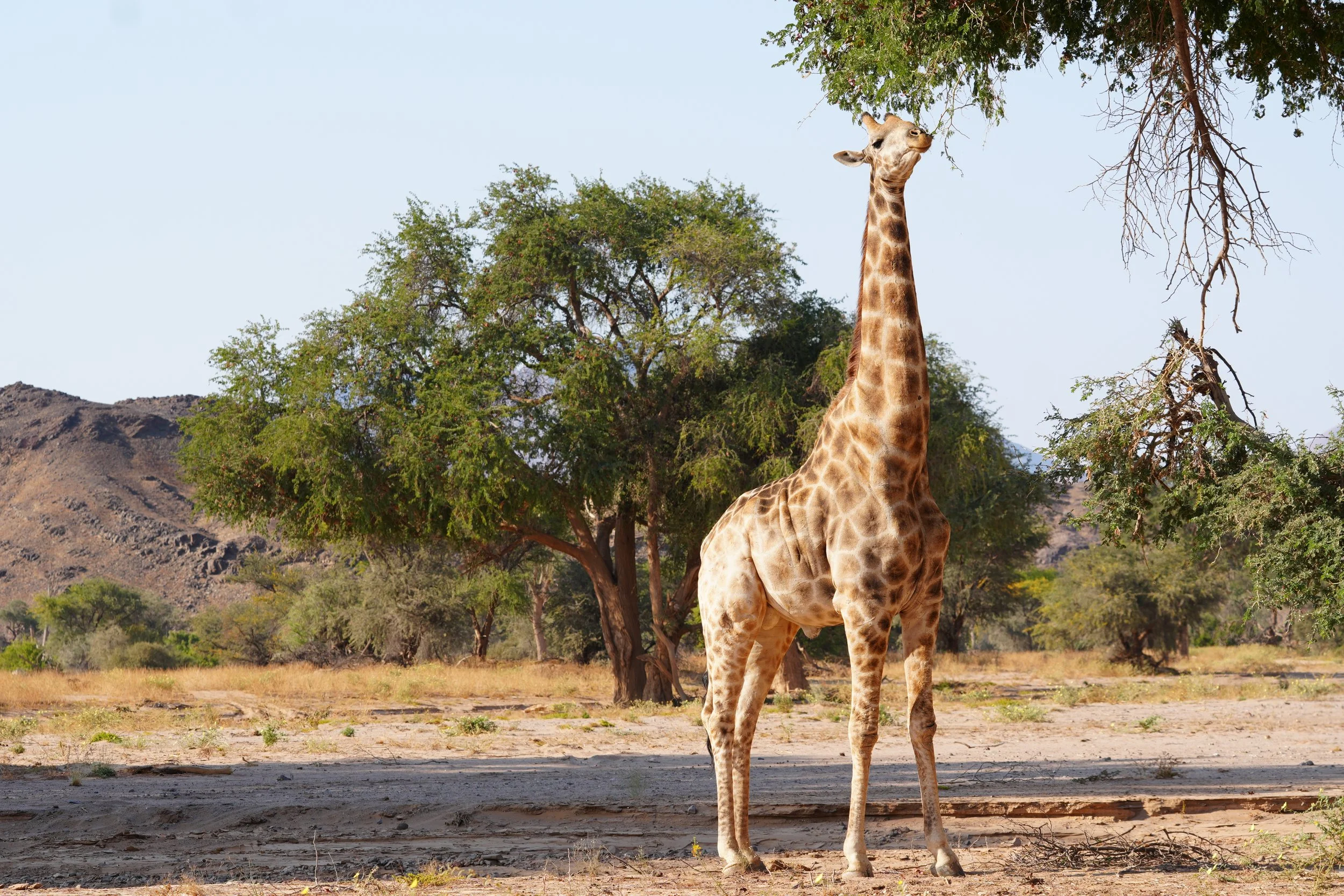 Giraffe Mowani Nature Drive © Flyga Twiga™ LLC.JPG