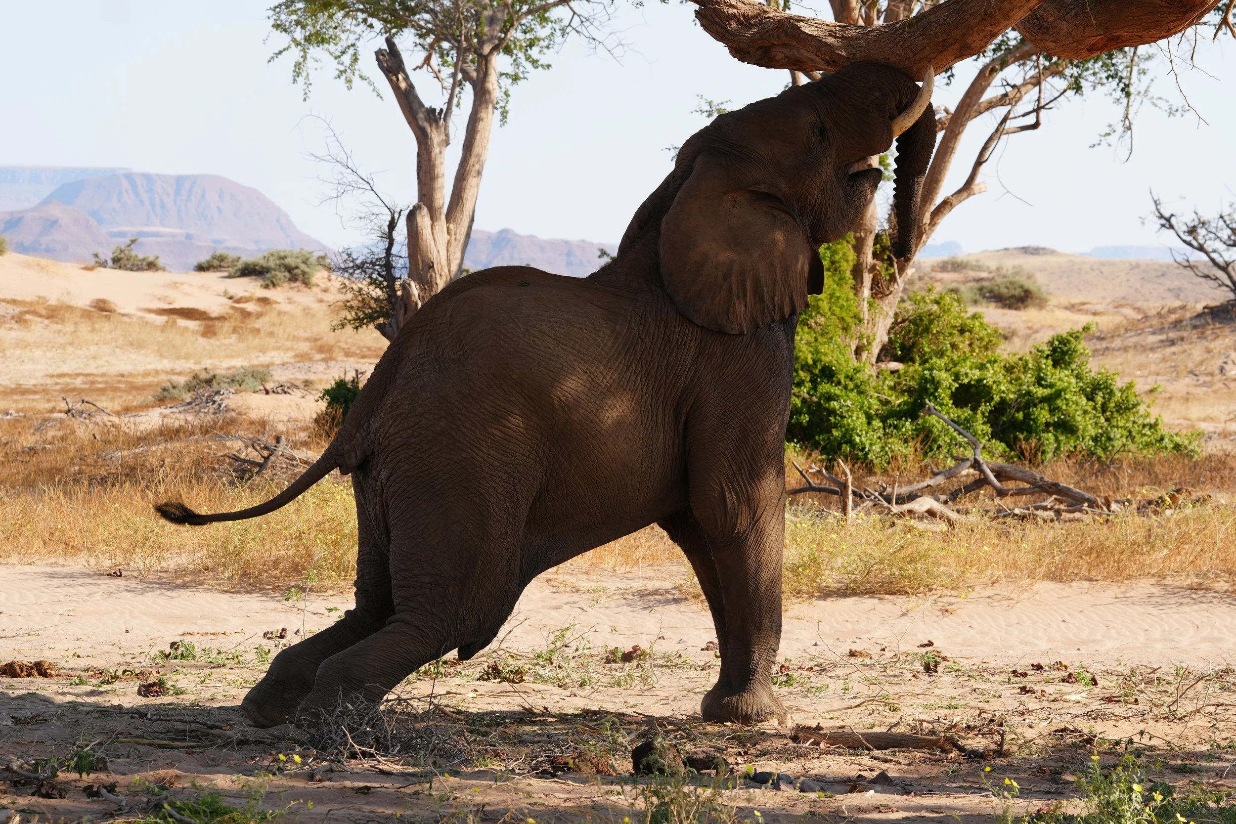 Male Desert Elephant Tree, Namibia © Flyga Twiga™ LLC.JPG