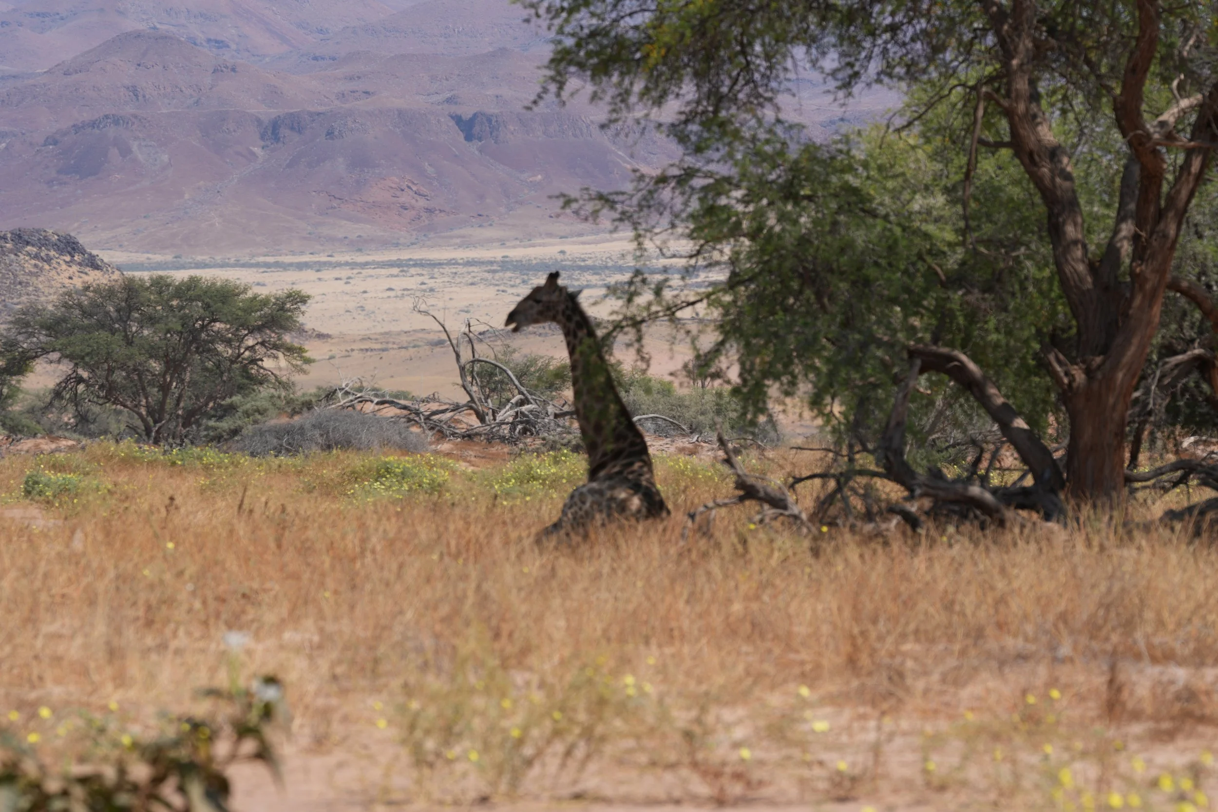 Resting Giraffe © Flyga Twiga™ LLC.JPG
