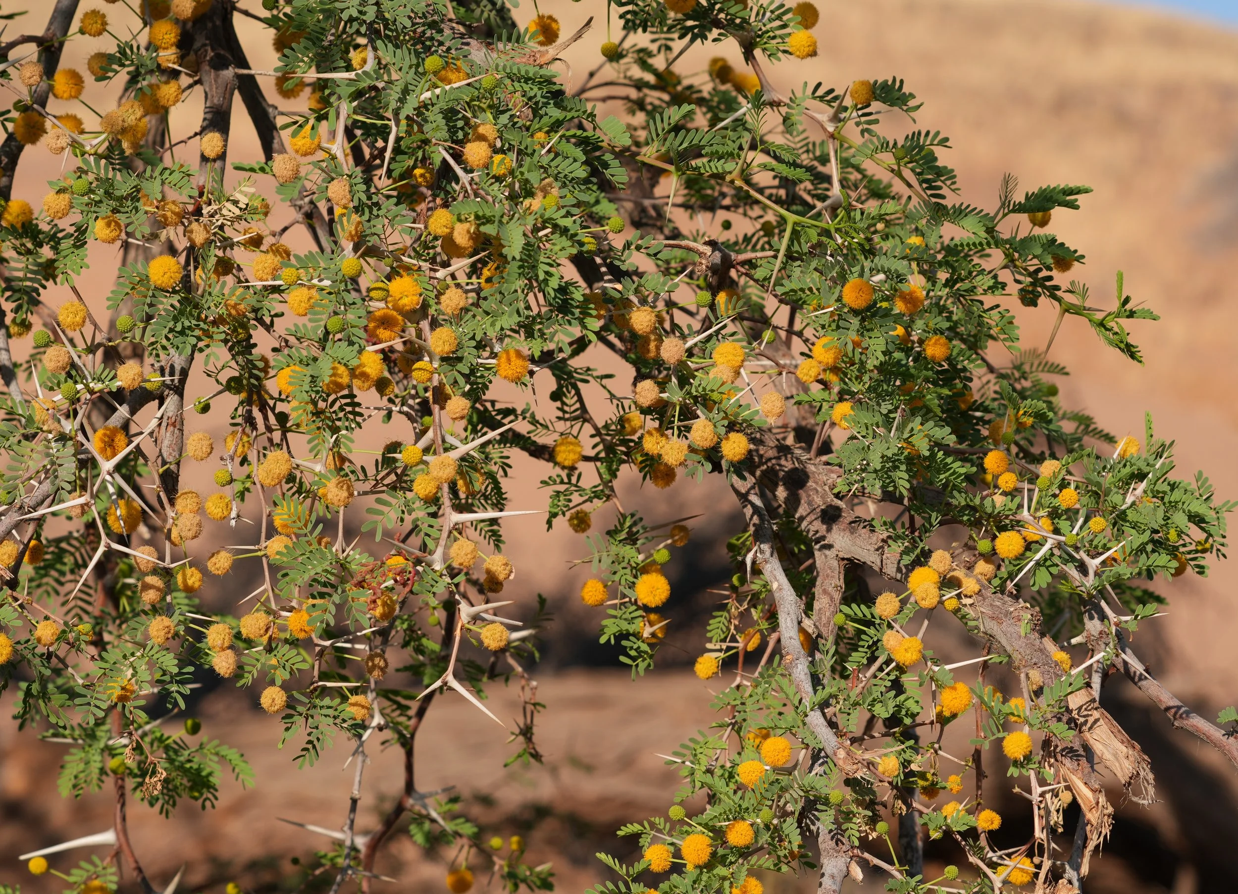 Camel Thorn Trees © Flyga Twiga™ LLC.JPG