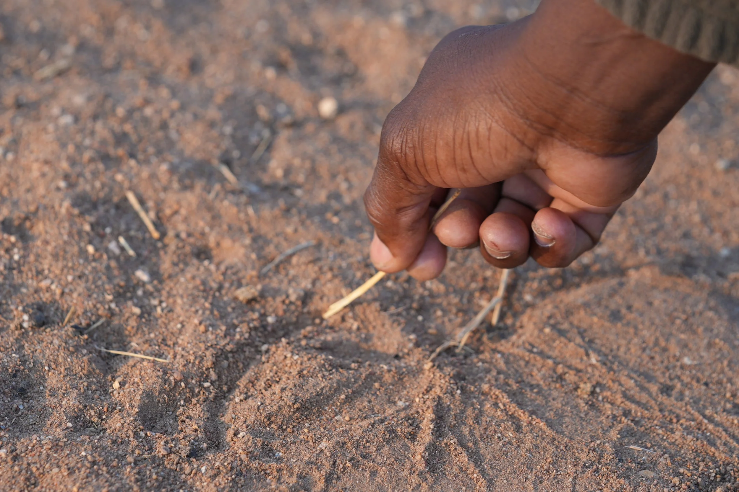 Tracking Thorn Bush  © Flyga Twiga™ LLC.JPG