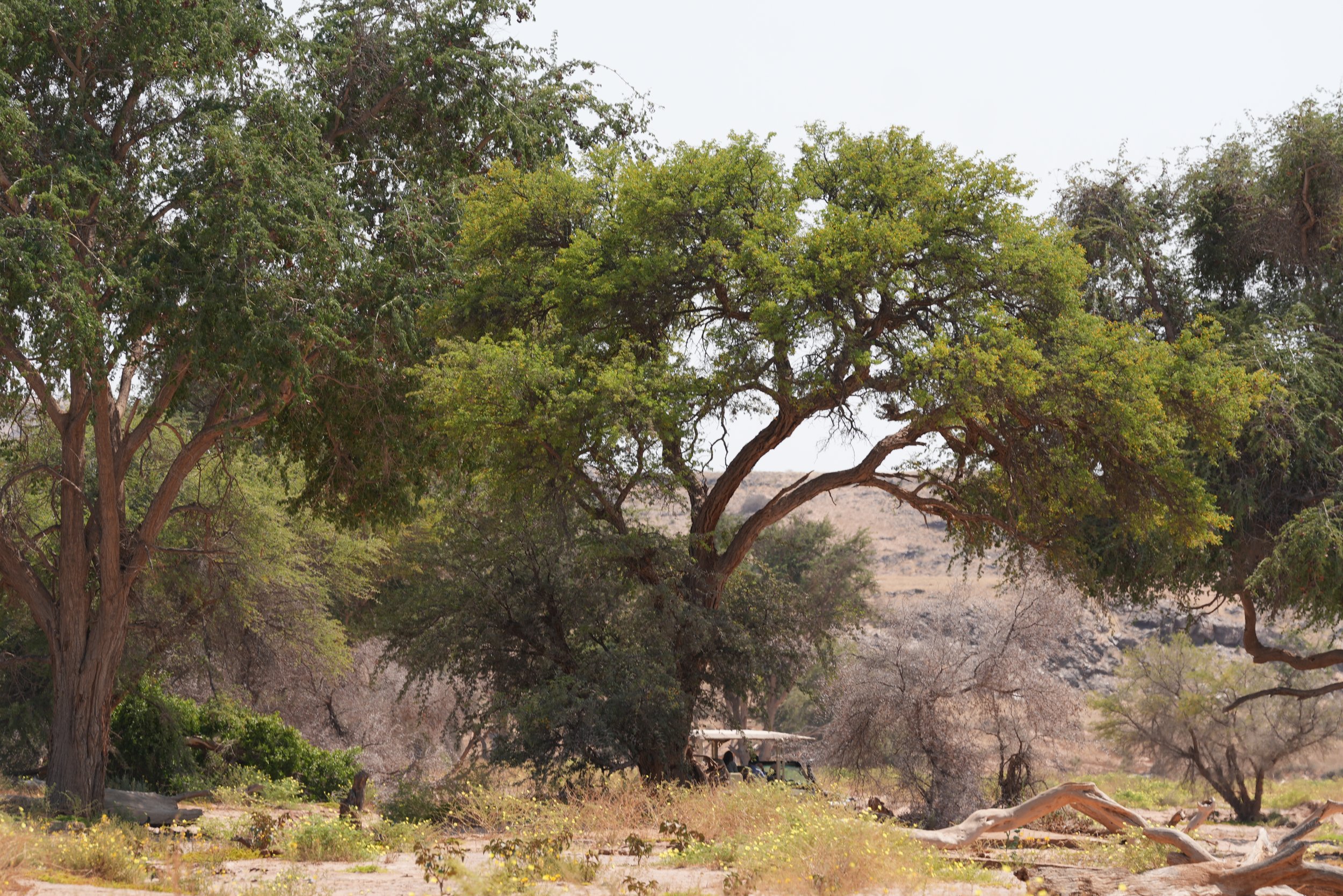 Camel Thorn Trees Mowani © Flyga Twiga™ LLC.JPG
