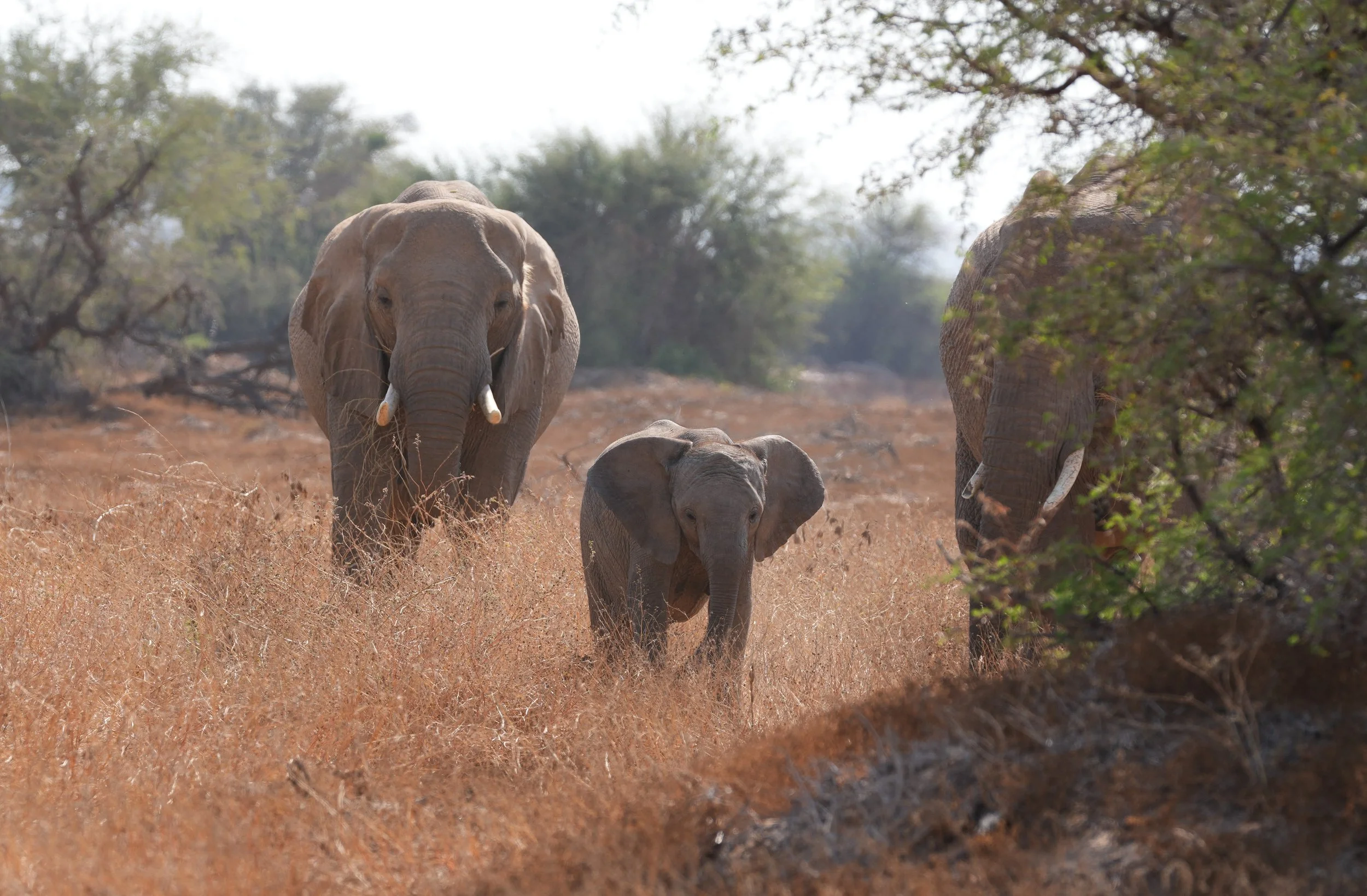 Dessert Adapted Elephants © Flyga Twiga™ LLC.JPG