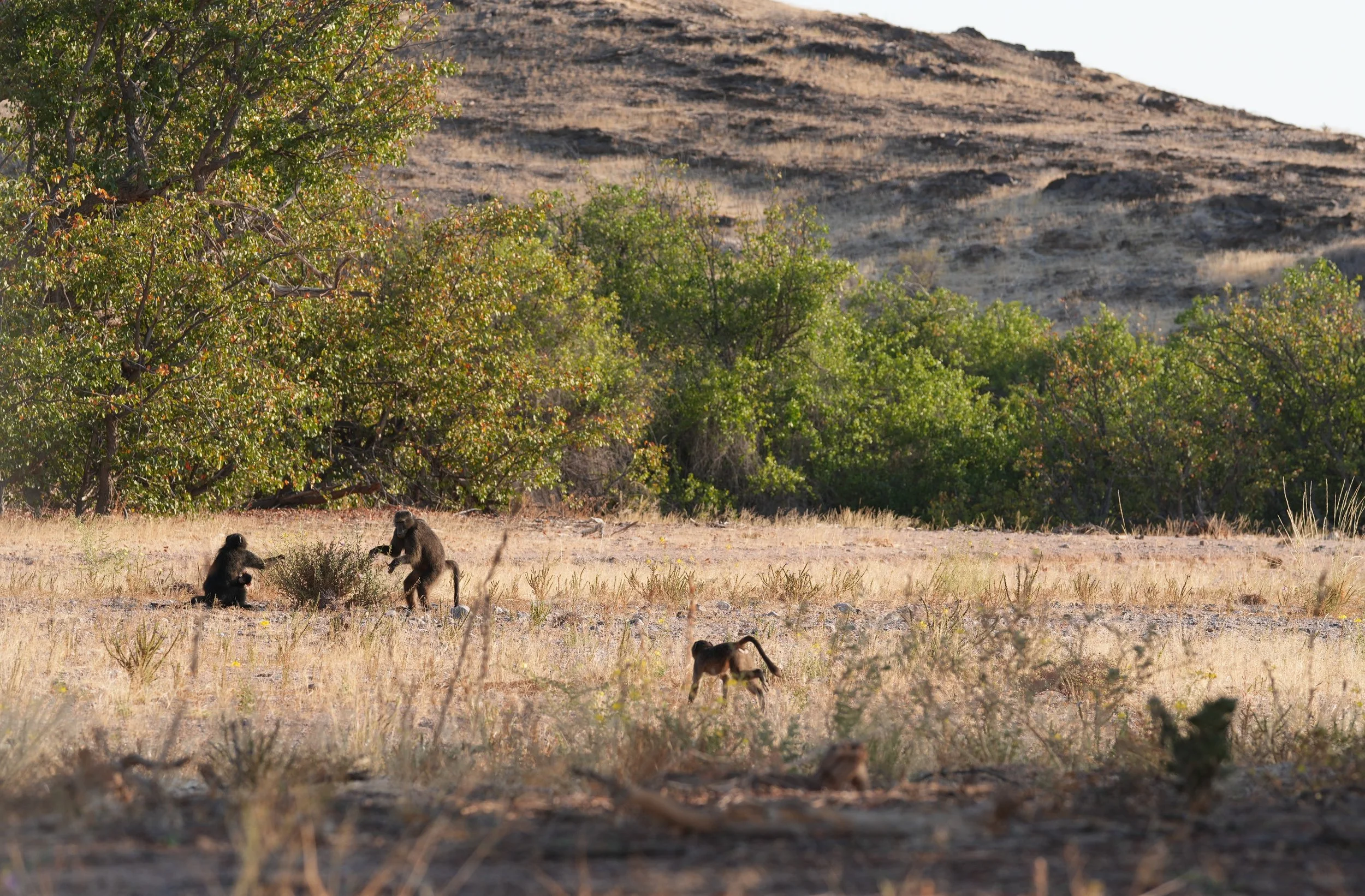 Monkeys in the Desert Namibia © Flyga Twiga™ LLC.JPG