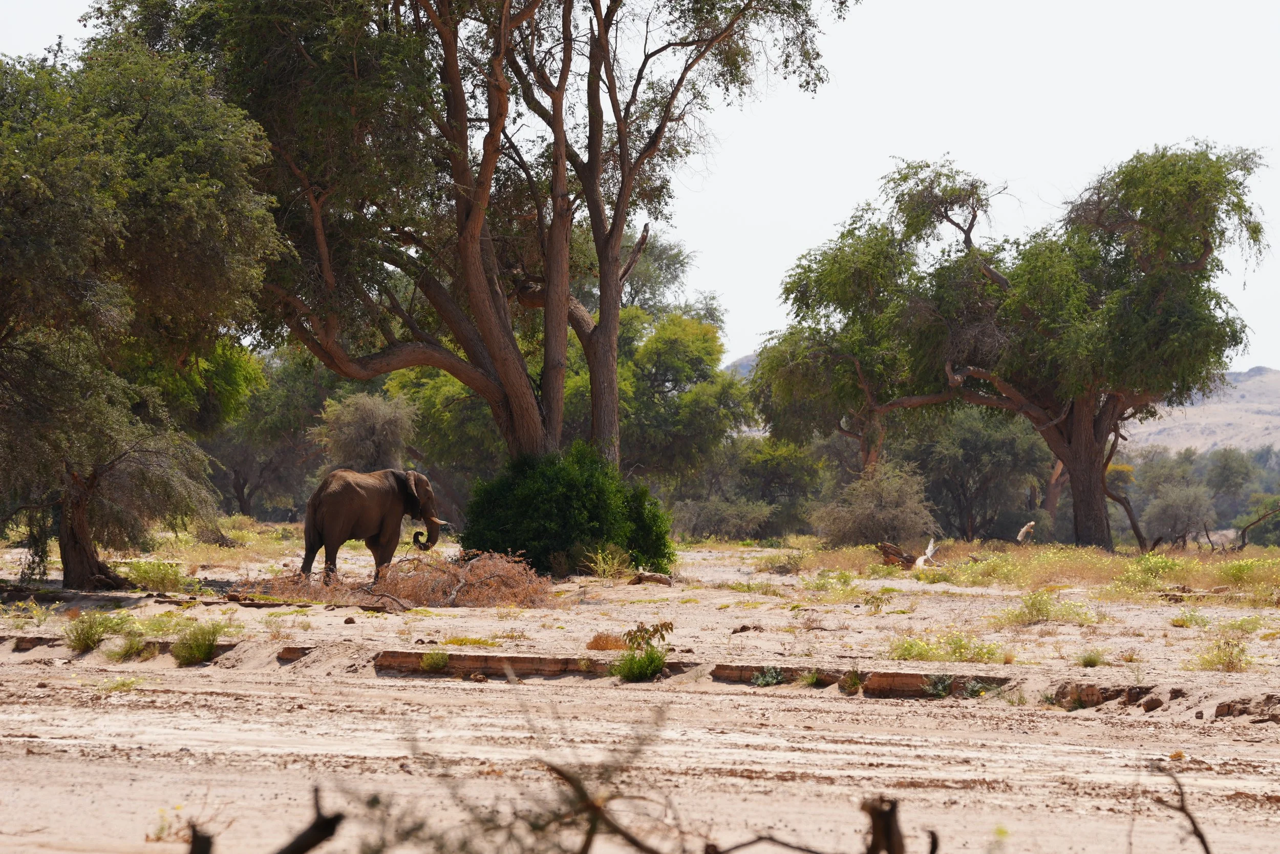 Mowani Desert Adapted Elephant © Flyga Twiga™ LLC.JPG