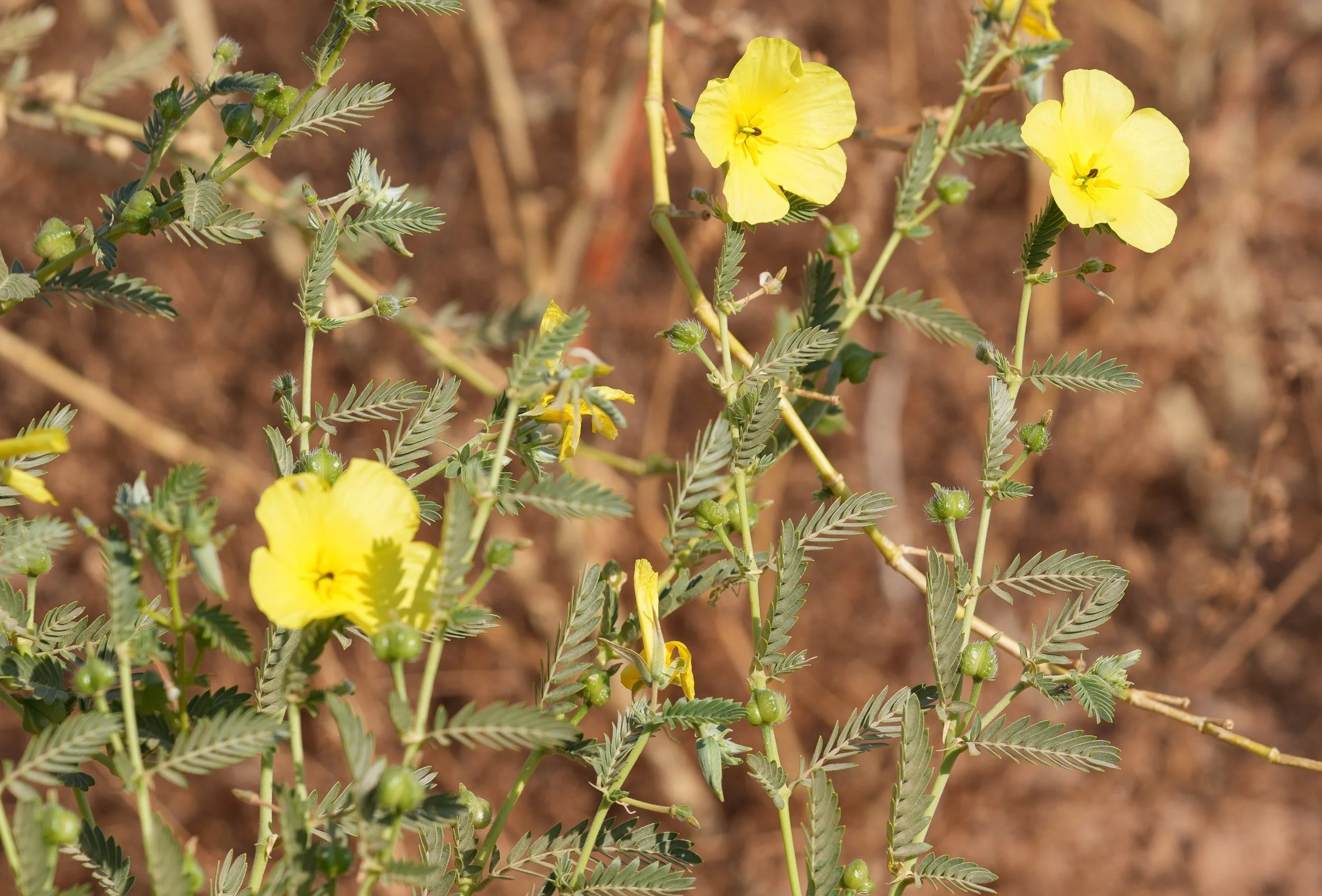 Namibian Desert Flora © Flyga Twiga™ LLC.JPG