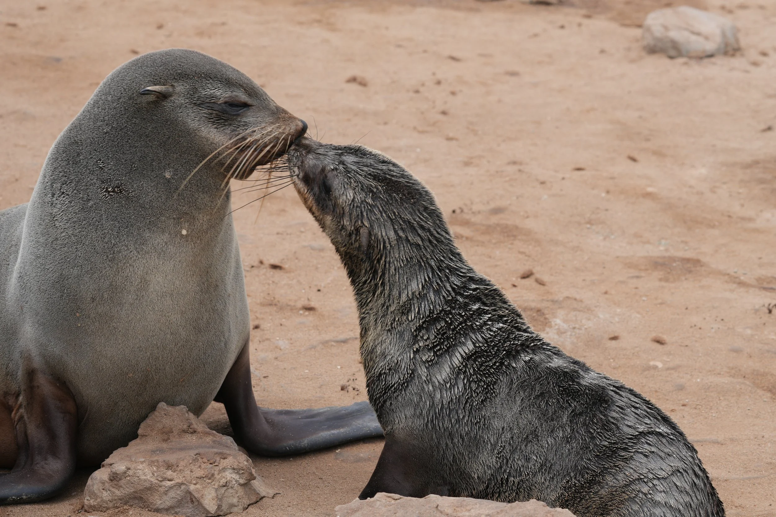 Baby & Mother Cape Fur Seals © Flyga Twiga™ LLC.JPG