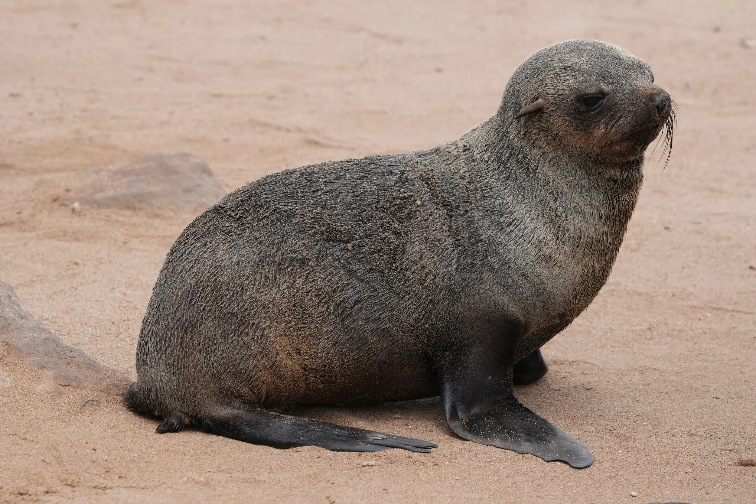 Baby Cape Fur Seal © Flyga Twiga™ LLC.JPG