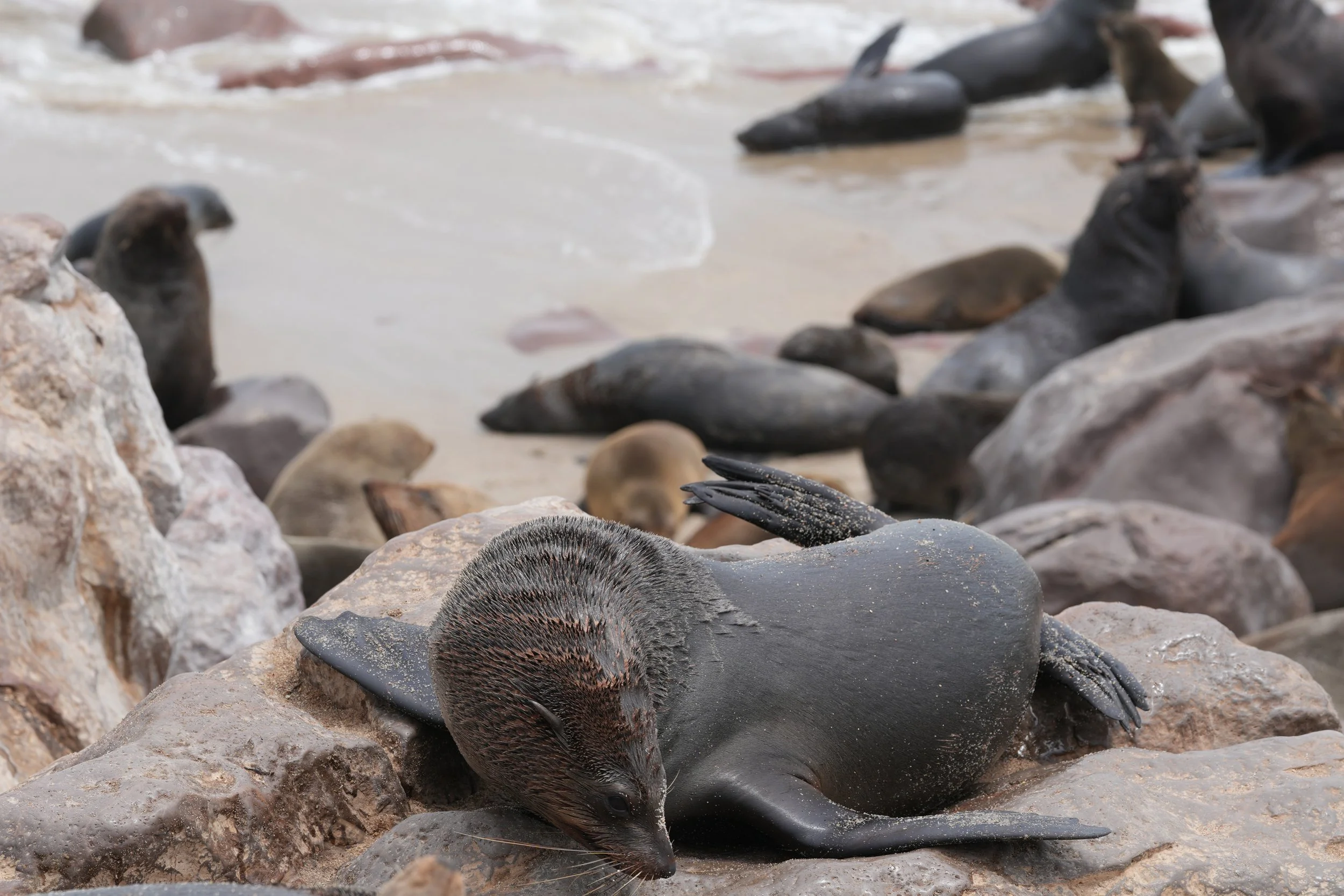 Cape Fur Seal 2 © Flyga Twiga™ LLC.JPG