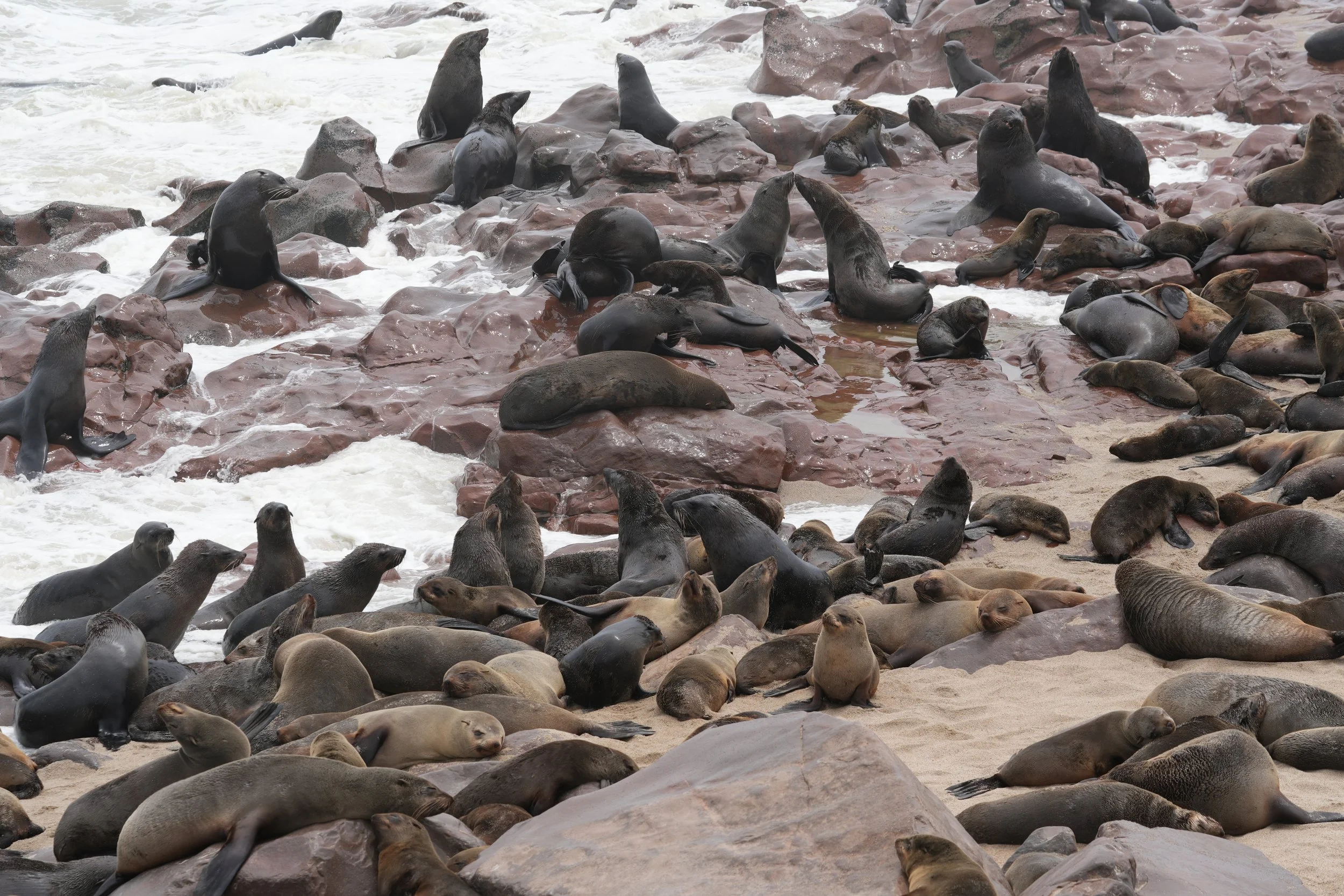 Cape Fur Seal Colony © Flyga Twiga™ LLC.JPG