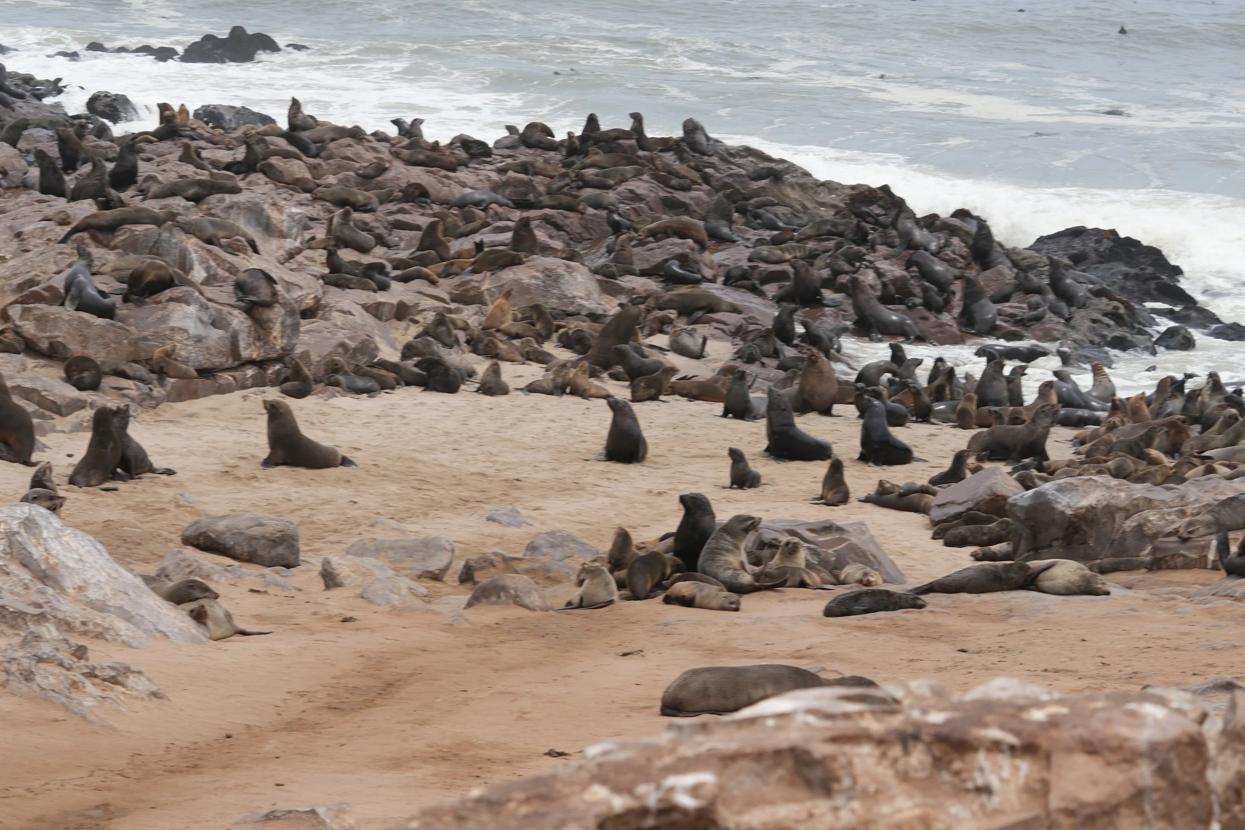 Cape Fur Seal Colony 2 © Flyga Twiga™ LLC.JPG