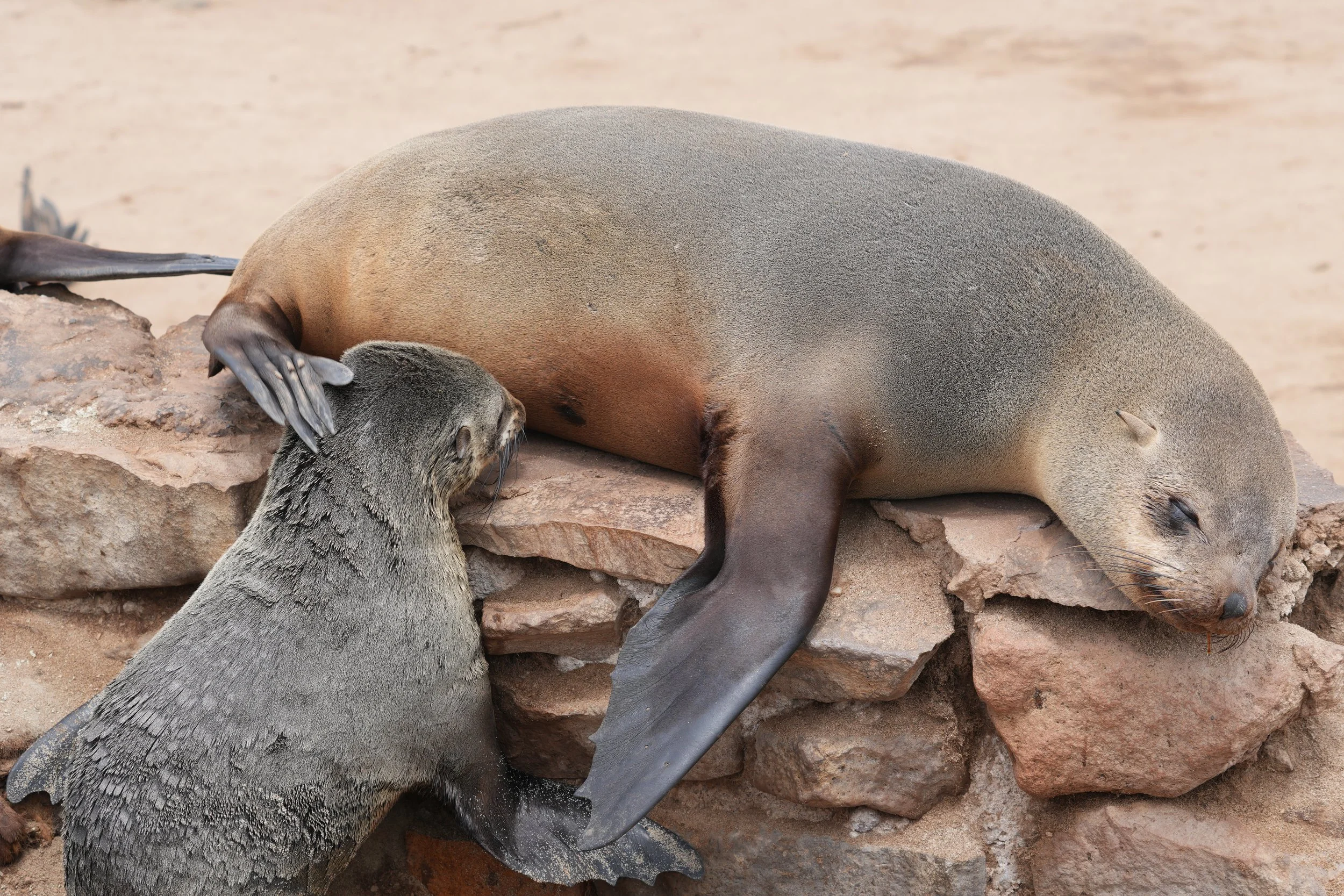 Suckling Pup Cape Fur Seal © Flyga Twiga™ LLC.JPG
