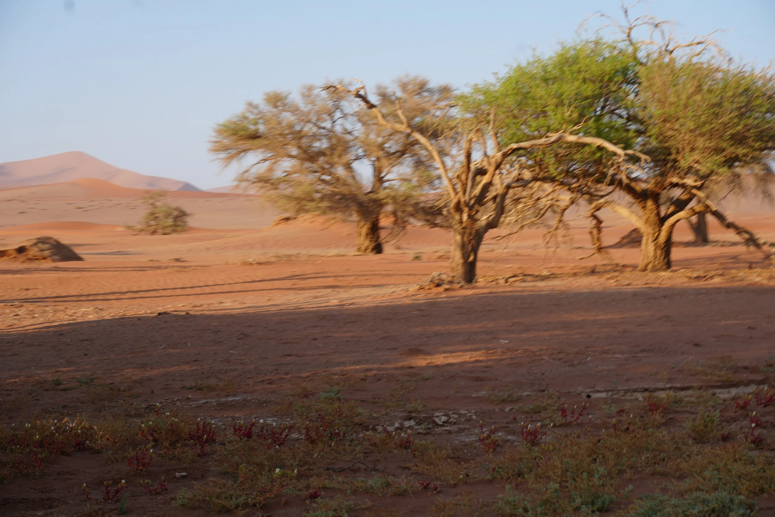 Namib-Naukluft National Park 1 © Flyga Twiga™ LLC.JPG