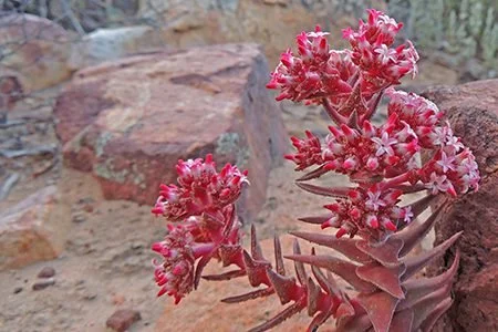 Crassula-alpestris.jpg