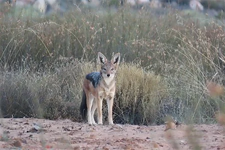Jackal.jpg