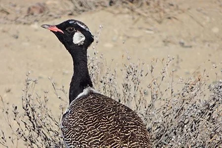 Southern-Black-Korhaan.jpg