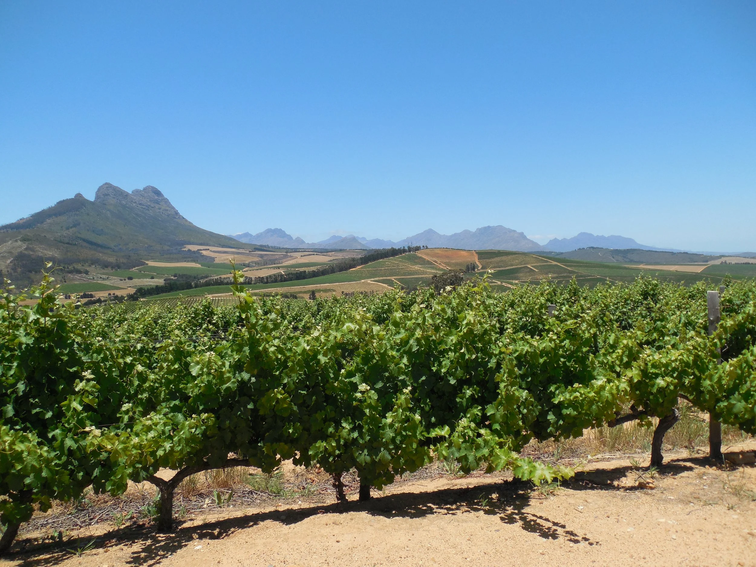 Winelands South Africa © Flyga Twiga™ LLC.JPG