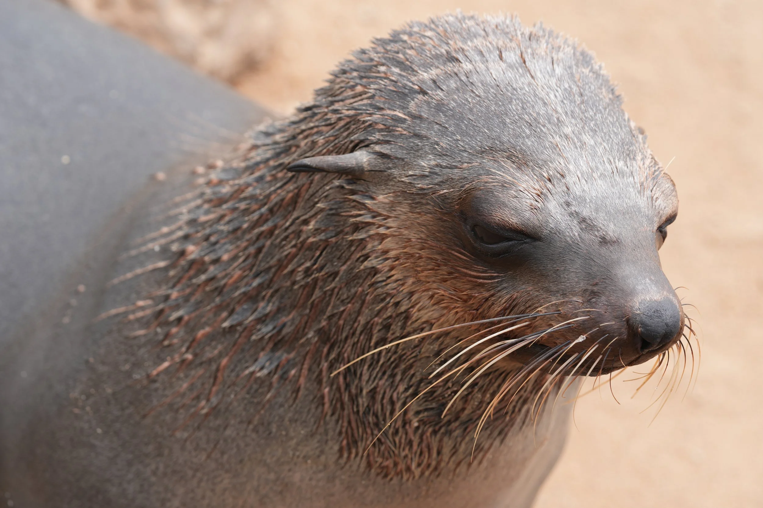 Young Sea Lion, Namibia © Flyga Twiga™ LLC.JPG