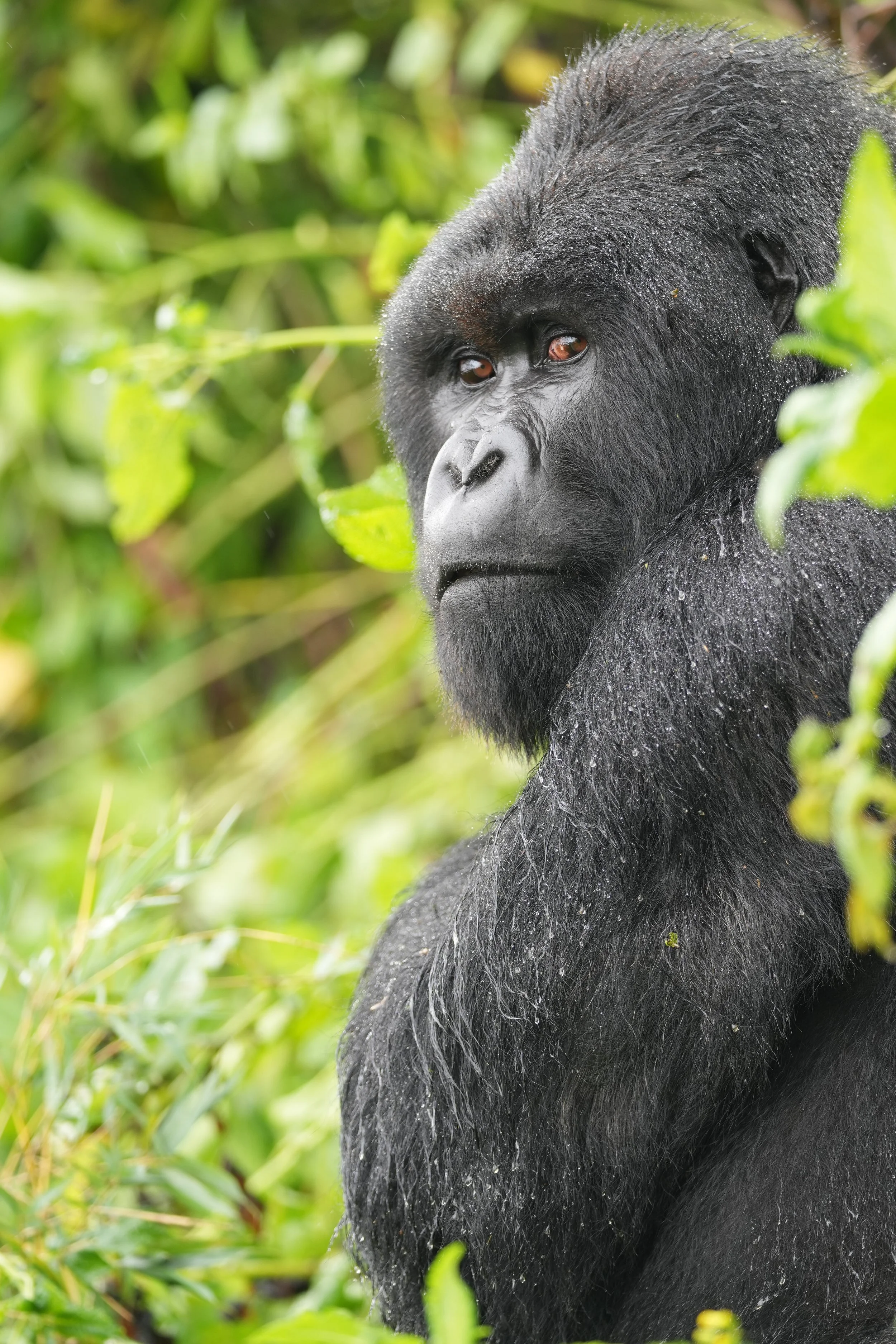 Gorilla Volcanoes National Park Rwanda © Flyga Twiga™ LLC.JPG