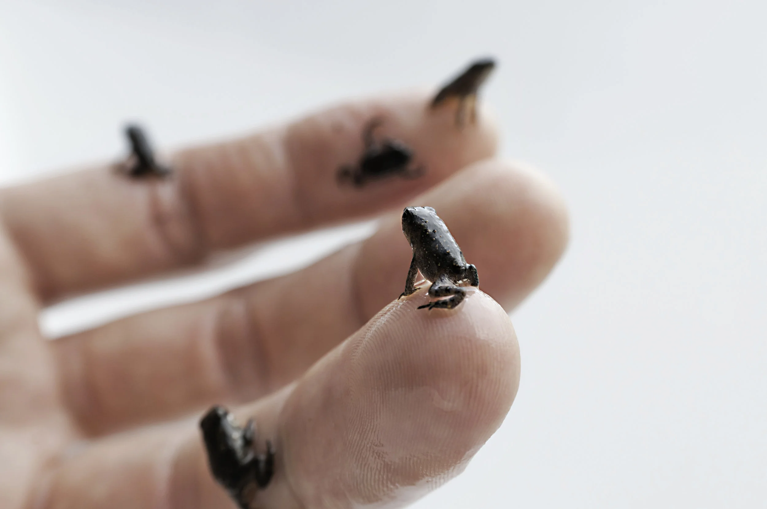 toads-5491.jpg