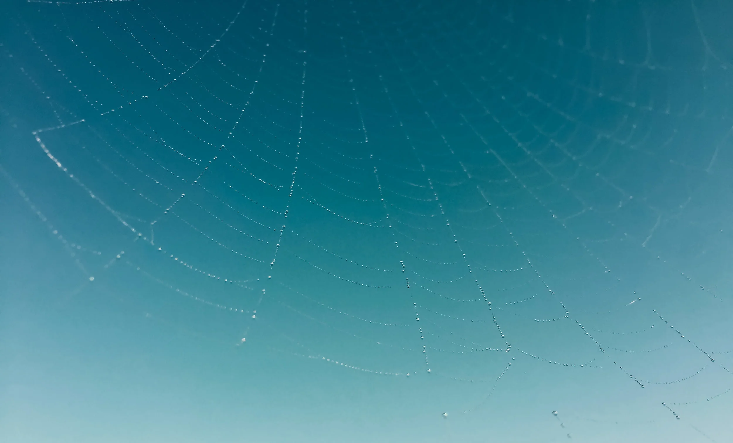 IMG_2450-Spiderweb.jpg