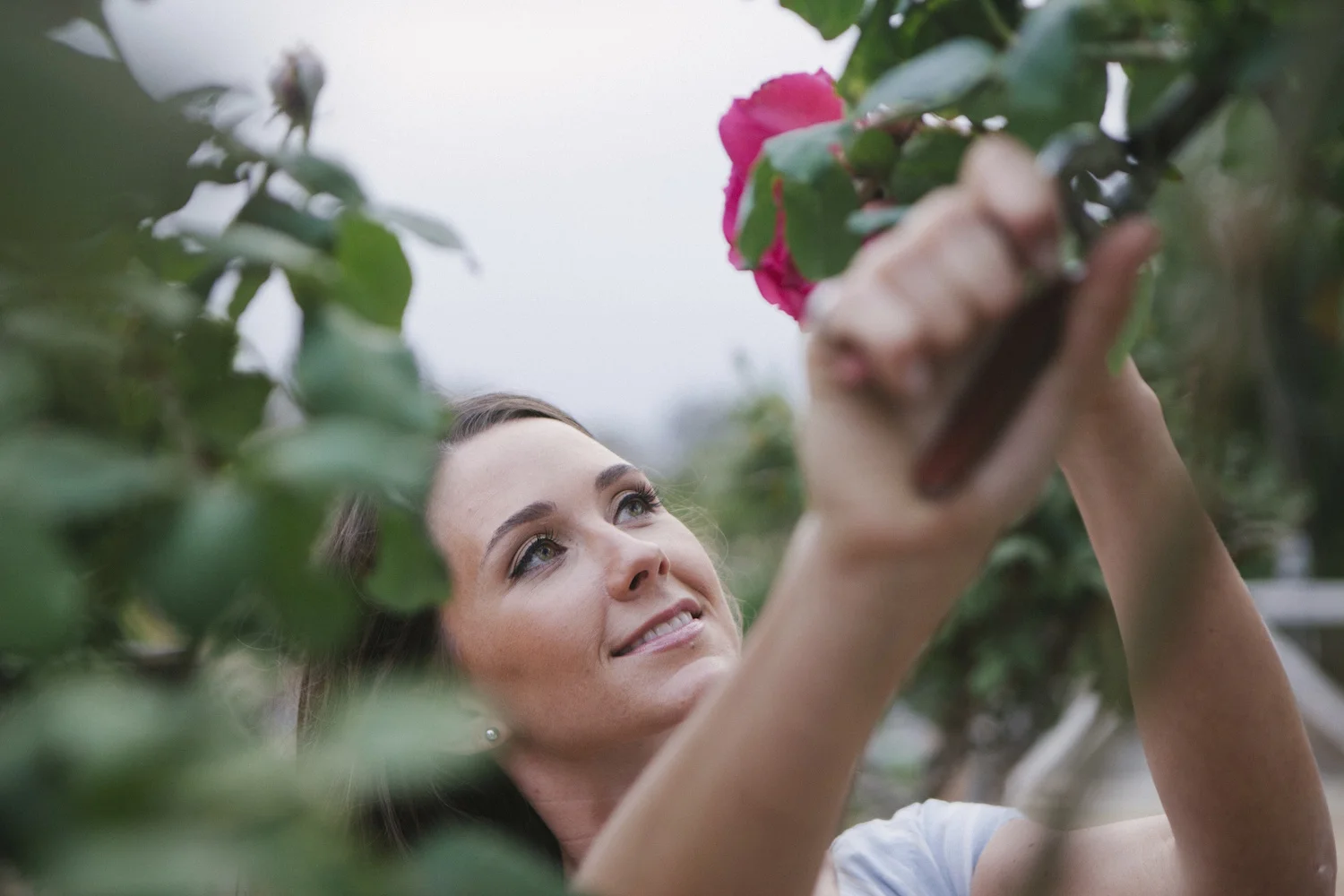 Compass Floral rose garden. Photography by Ashley Williams.